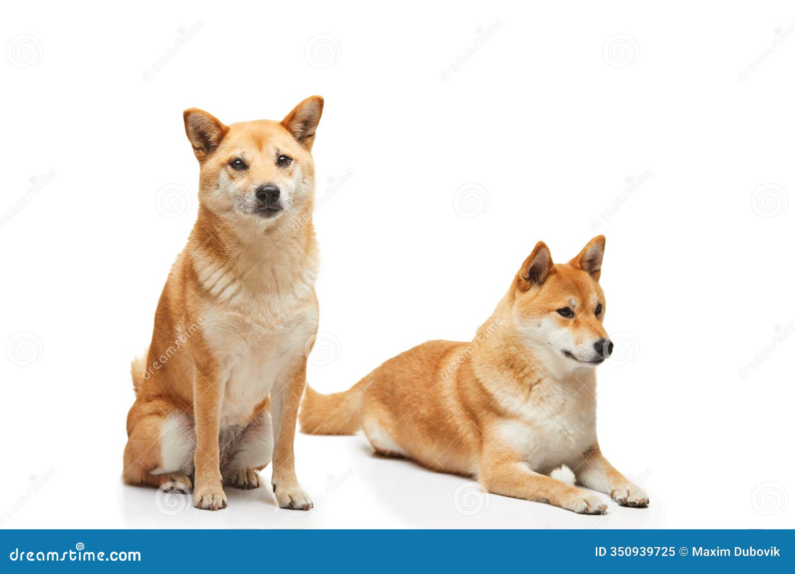 two shiba inu dogs resting and sitting together