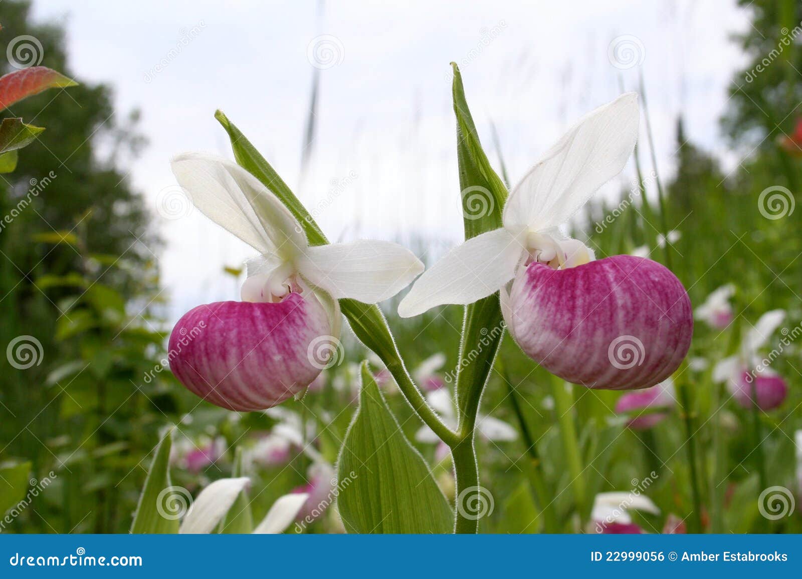 two showy lady's slipper blossoms