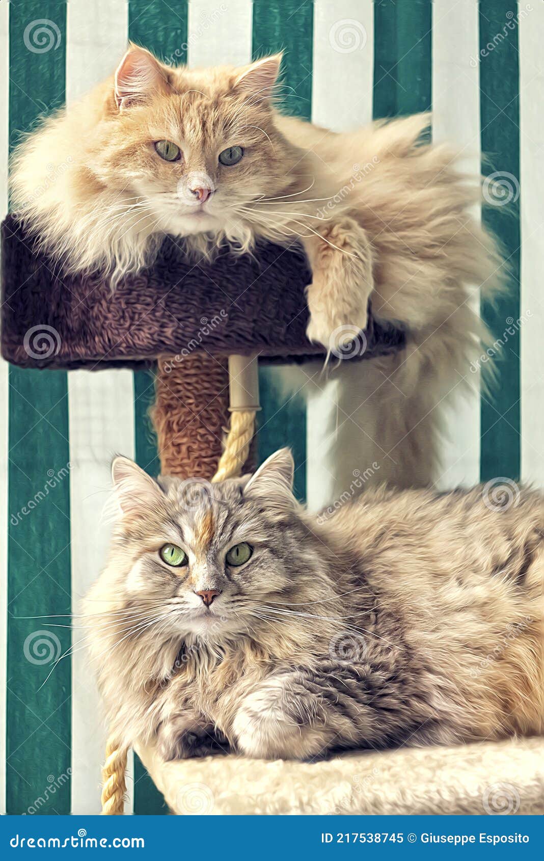 Siberian Cats, Two Kittens From Same Litter Isolated On White Royalty