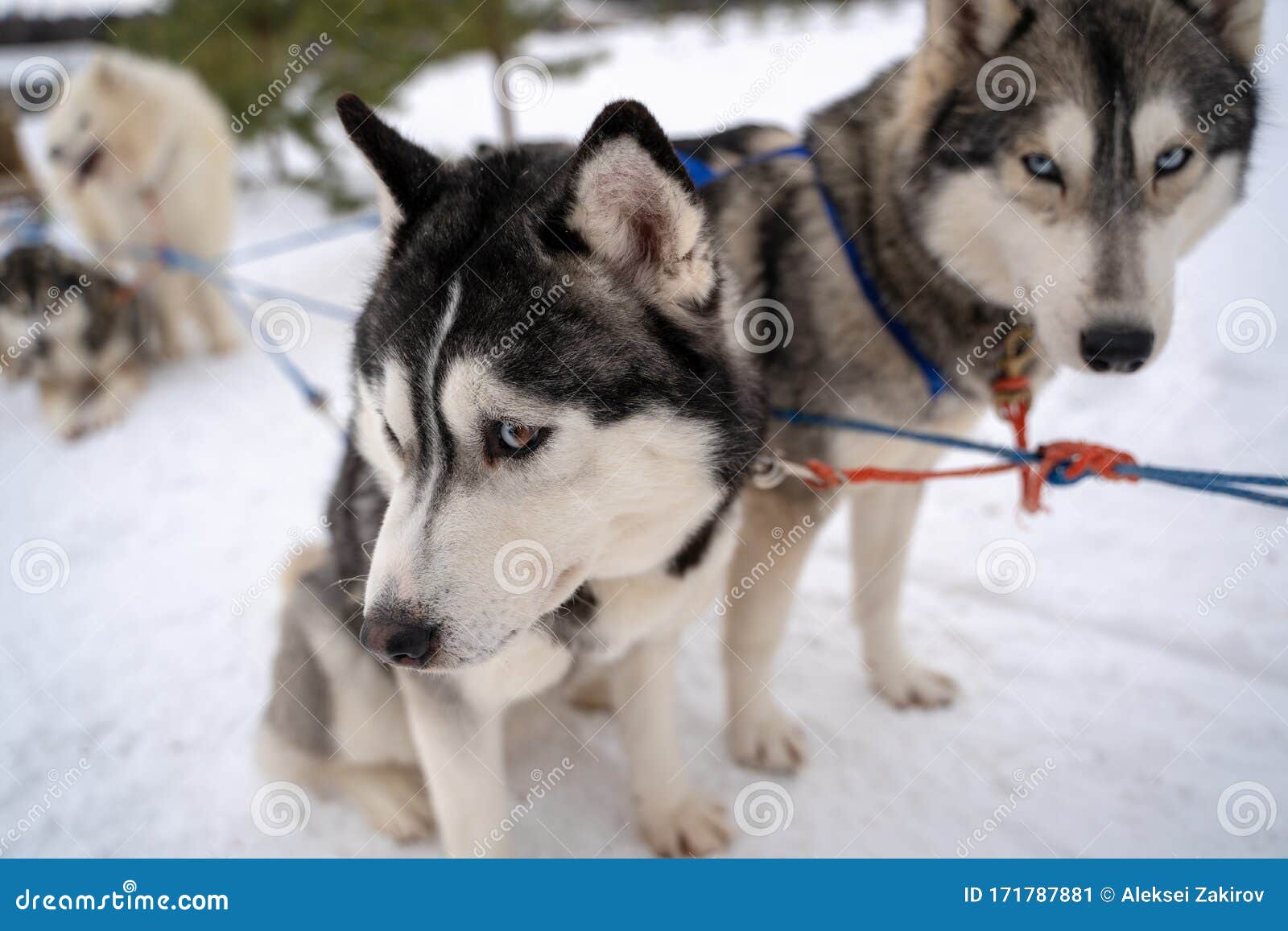 Two Siberian Husky Dogs Looks Forward Sitting On The Snowy Shore Frozen River Husky Dogs Black Brown And White Coat Color Cute Stock Image Image Of Nose Active 171787881