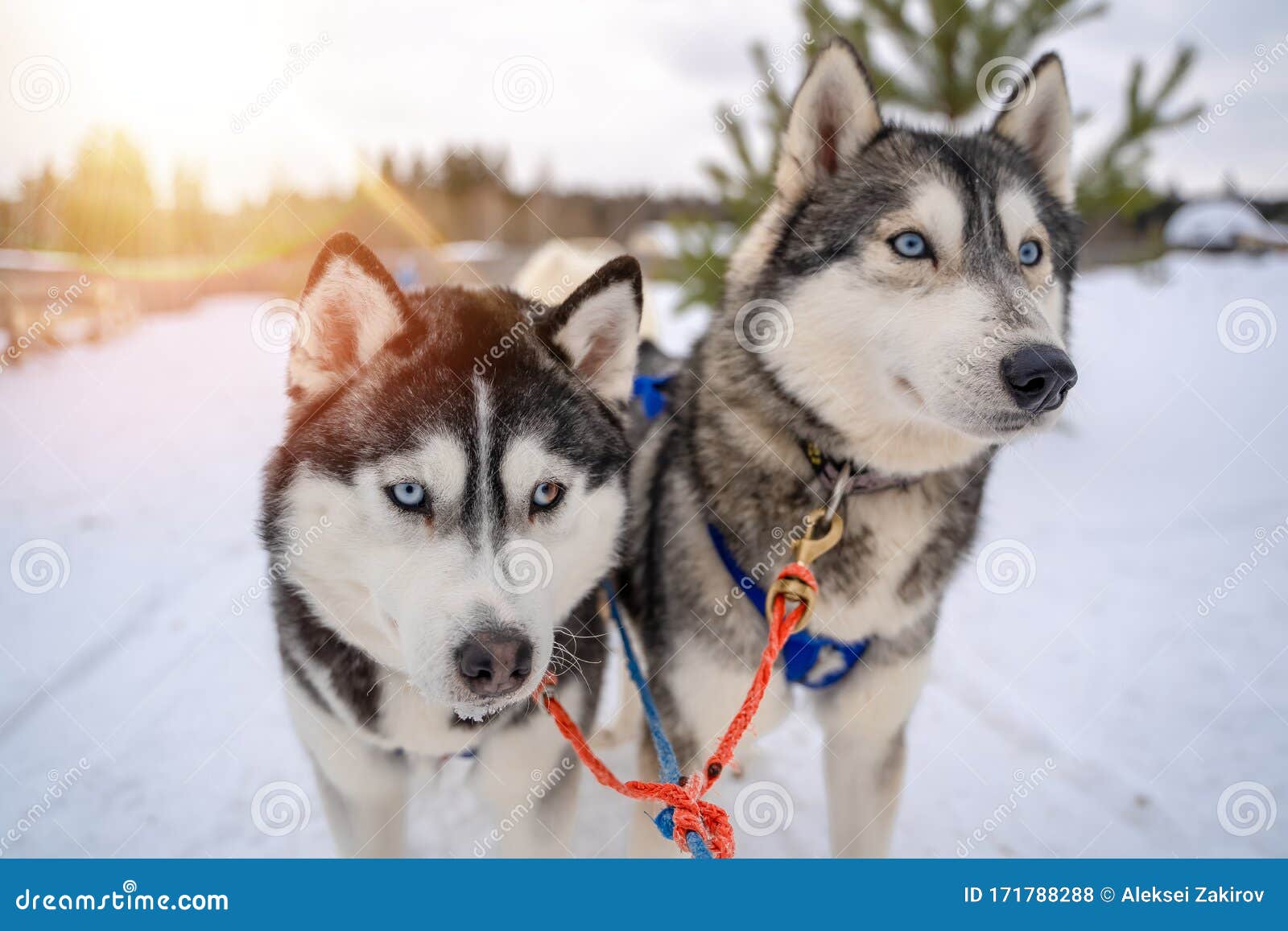 Two Siberian Husky Dogs Looks Forward Sitting On The Snowy Shore Frozen River Husky Dogs Black Brown And White Coat Stock Photo Image Of Canine Siberian 171788288