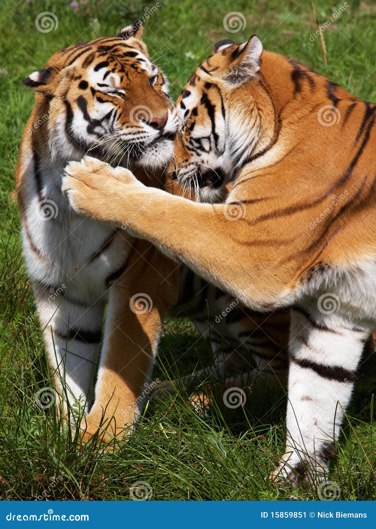 Two Siberian Tigers Close Together Stock Image Image of loving, cute
