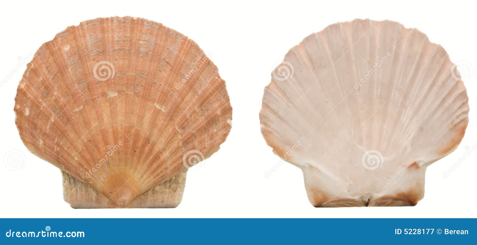 two sides of a scallop shell