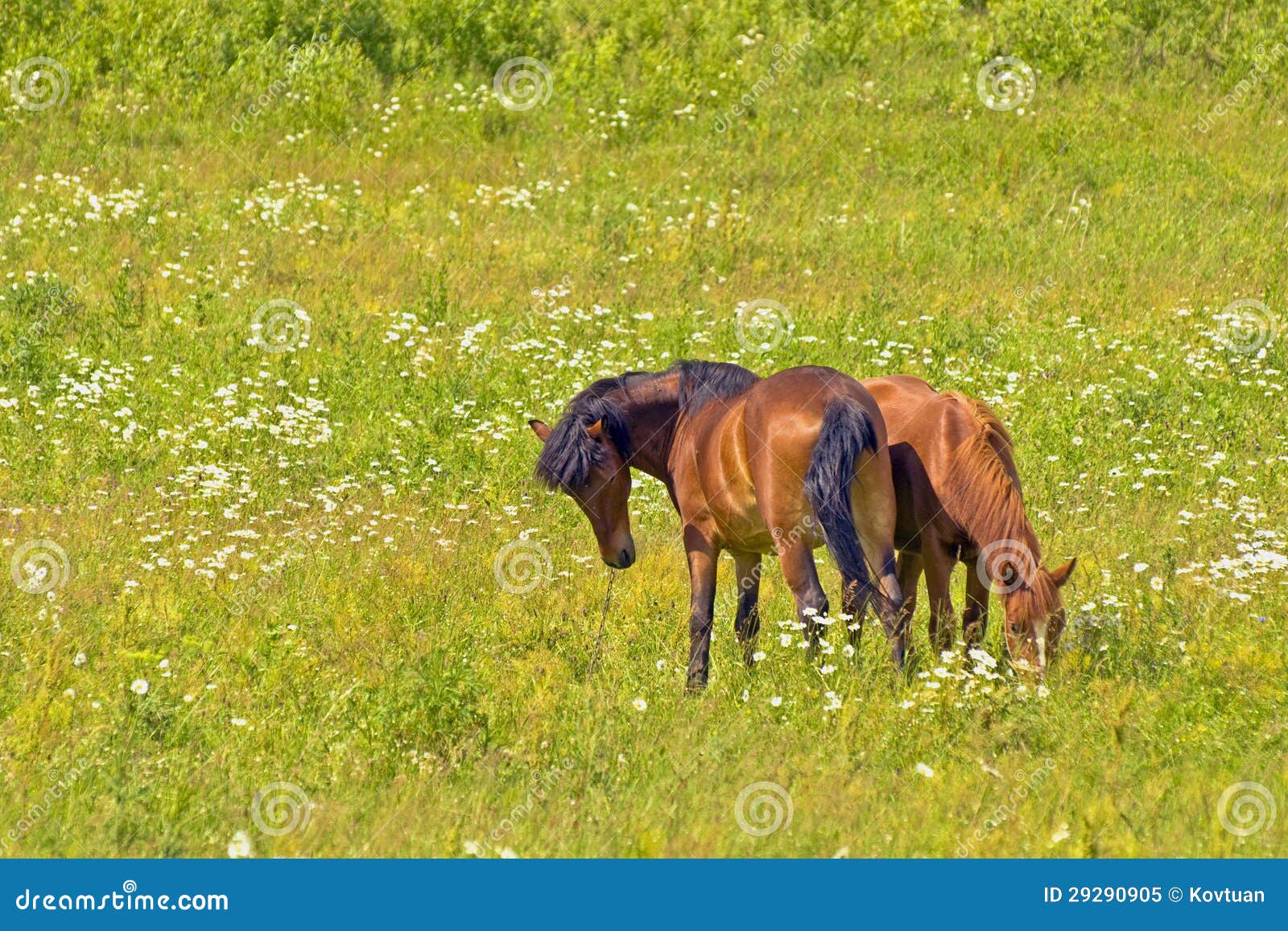 Two Sides Snuggle, Horses Grazing in the Meadow Stock Image Image of