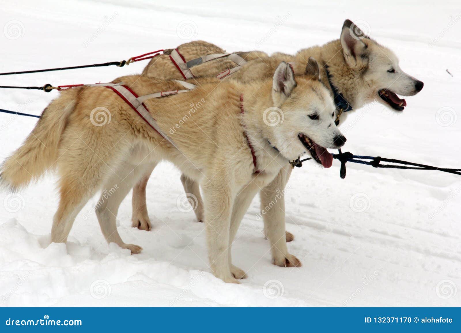 Two Sled Dogs are Waiting for Their Use in the Snow To Pull a Sled Stock Photo Image of