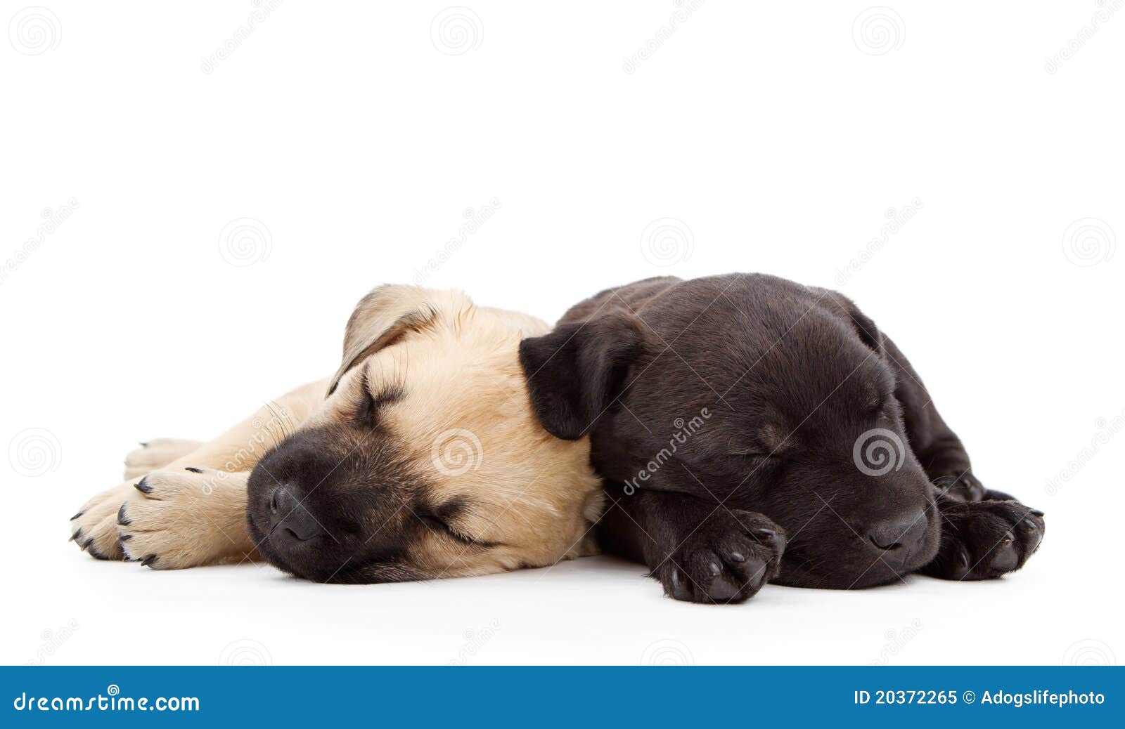 two sleeping puppies laying together