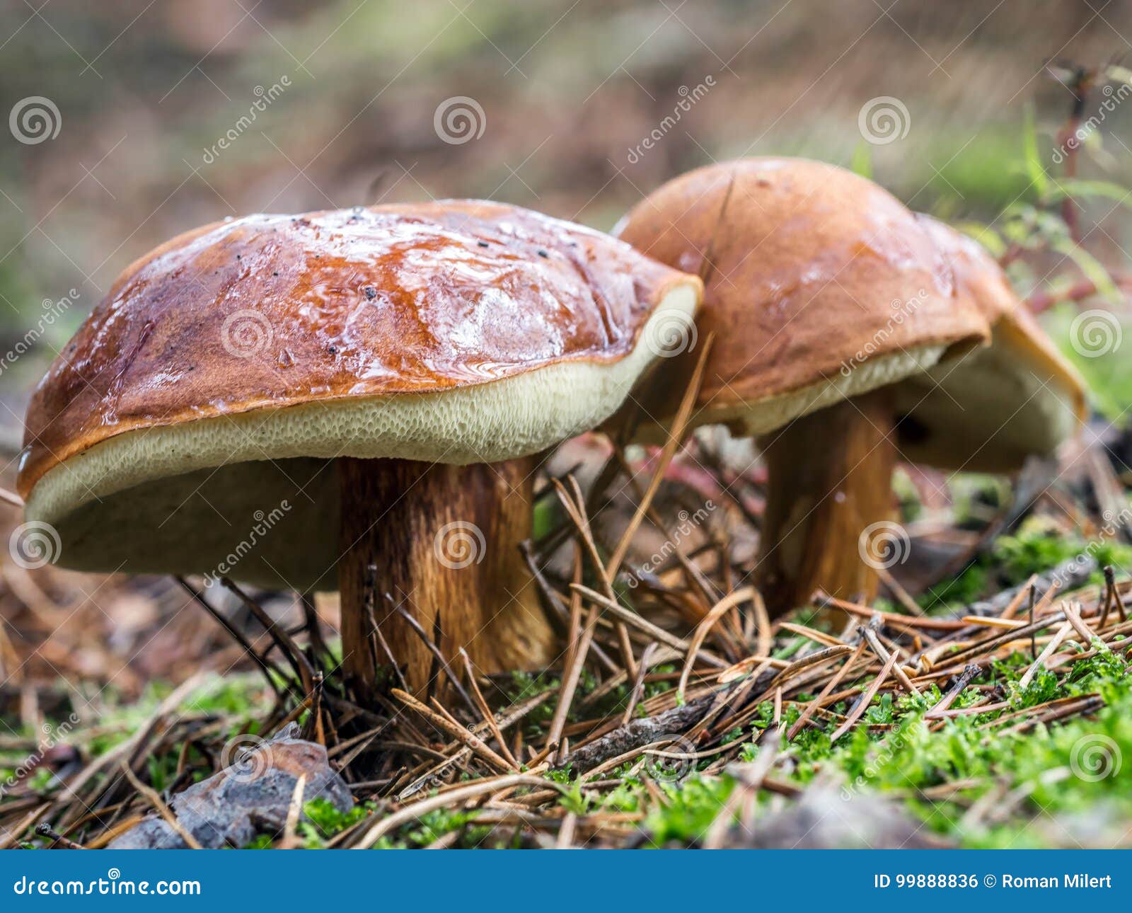 two slippery jack mushrooms