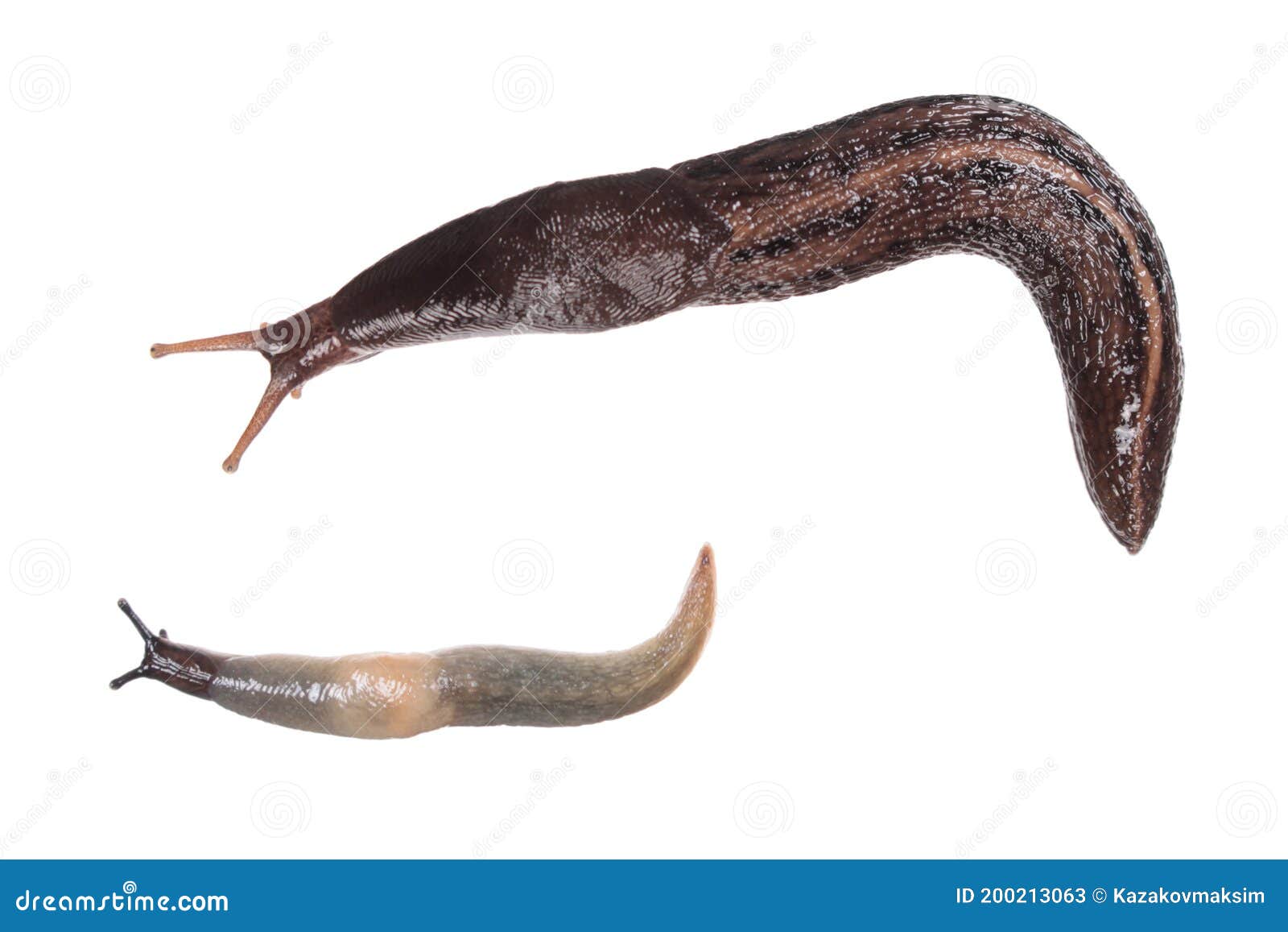 2 635 Black Slug Photos Free Royalty Free Stock Photos From Dreamstime 2 635 Black Slug Photos Free Royalty Free Stock Photos From Dreamstime