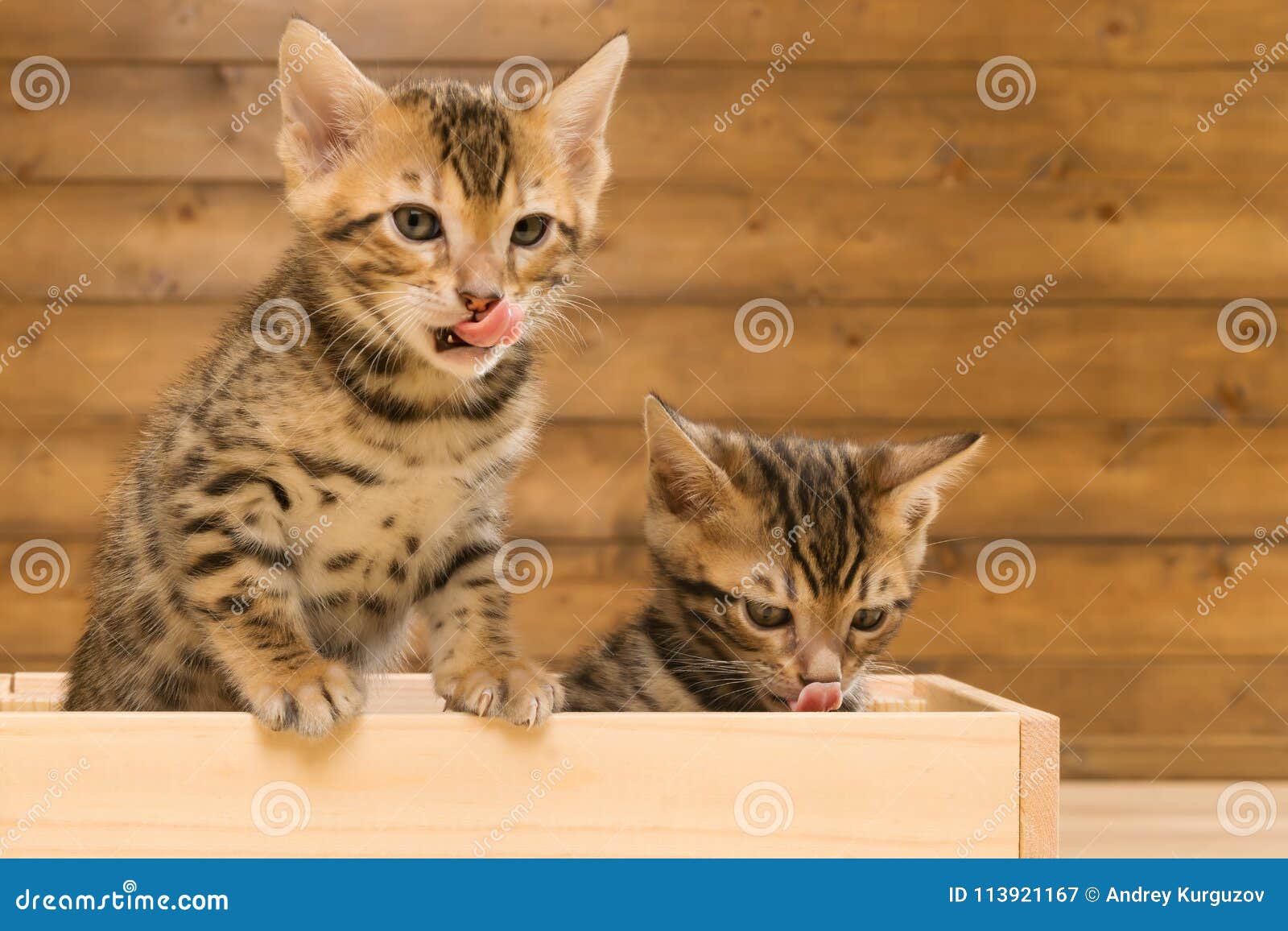 Two Small Bengal Cats Look Out Of The Box Stock Image ...