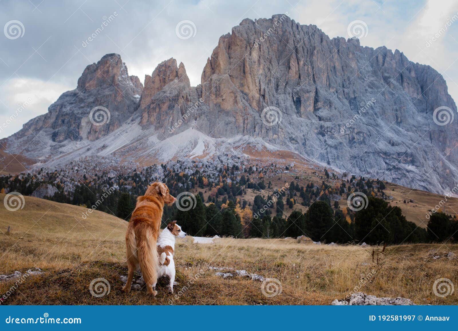 two dogs in travel. autumn mountain view. landscape with a pet