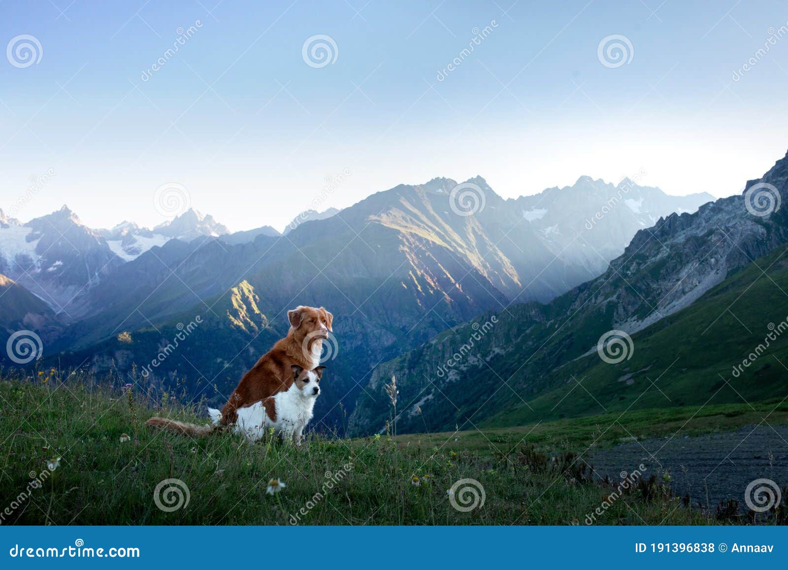 two dogs in travel. mountain view. landscape with a pet