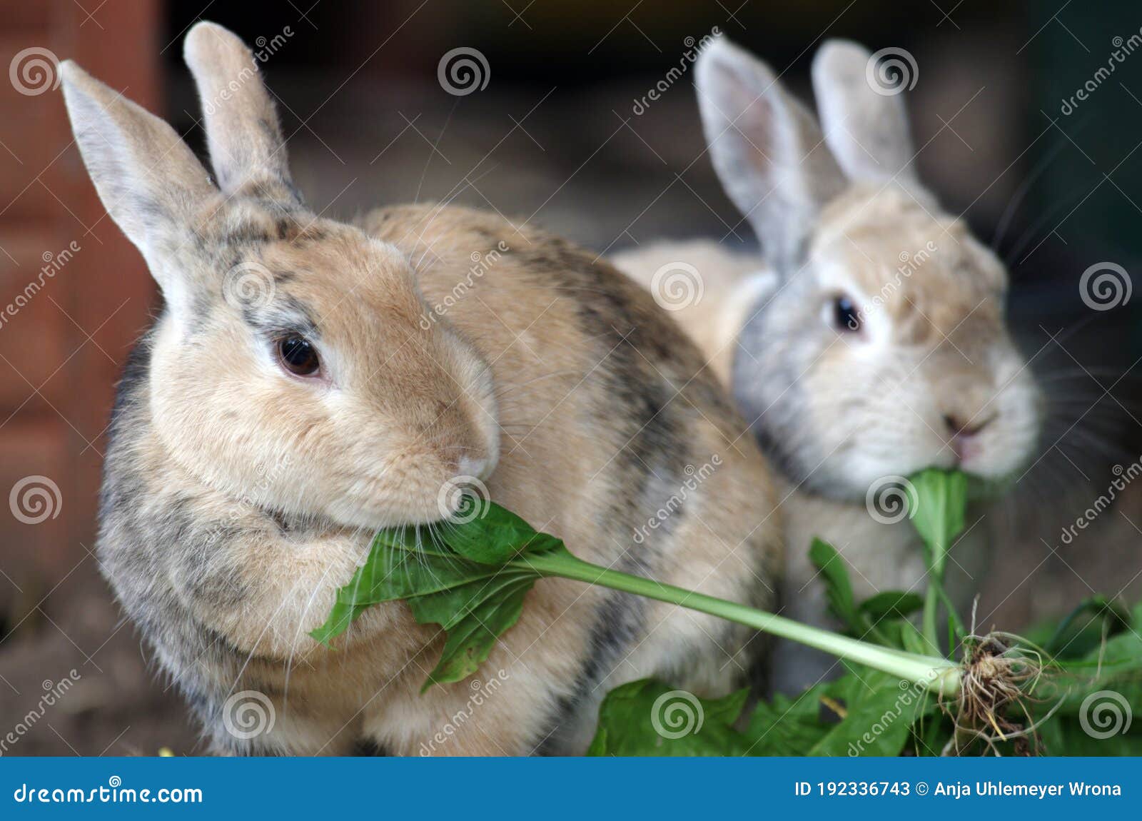 Two Domestic Rabbits Eat Fresh Green Leaves Stock Image Image of