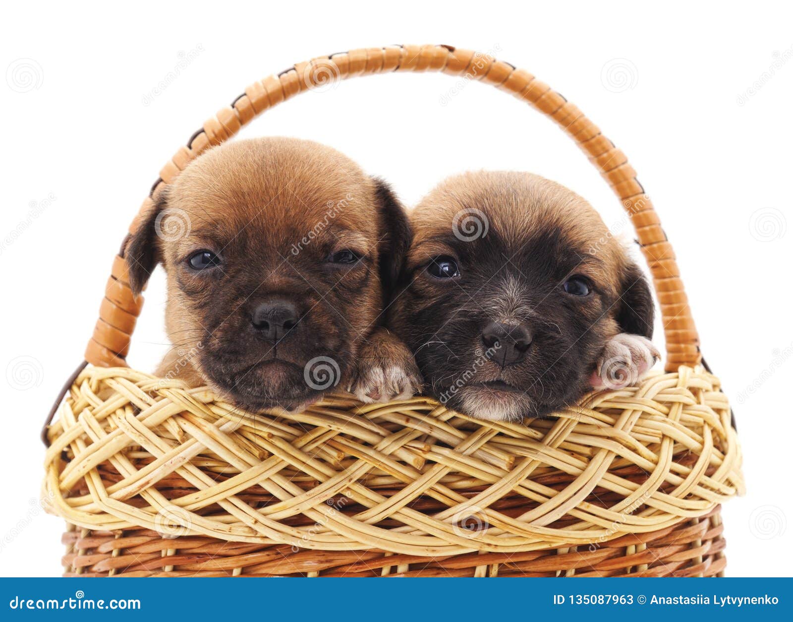 Two small dogs in a basket stock image. Image of love 135087963