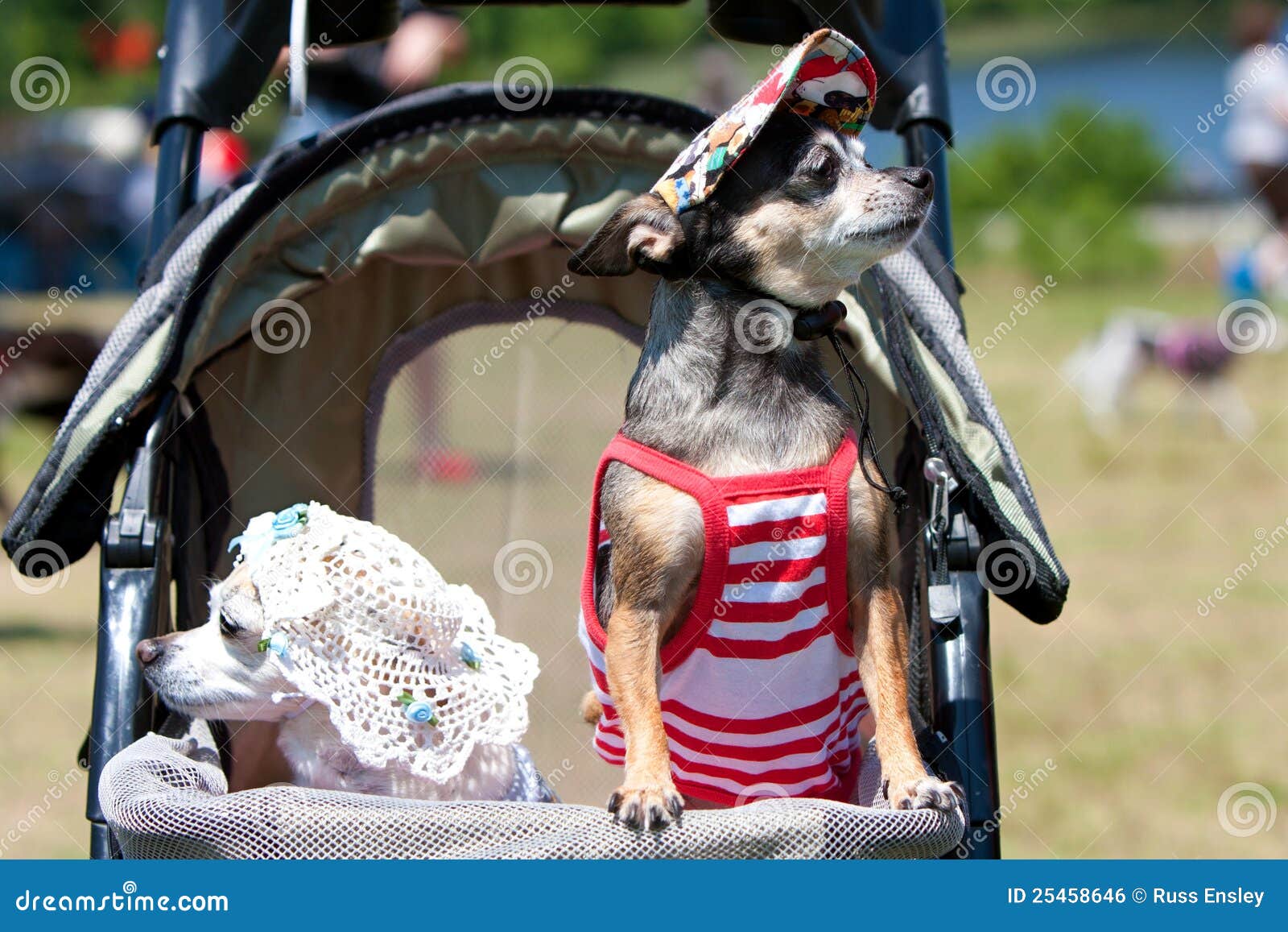Two Small Dogs in Costumes Sit in Stroller Editorial Photo Image of