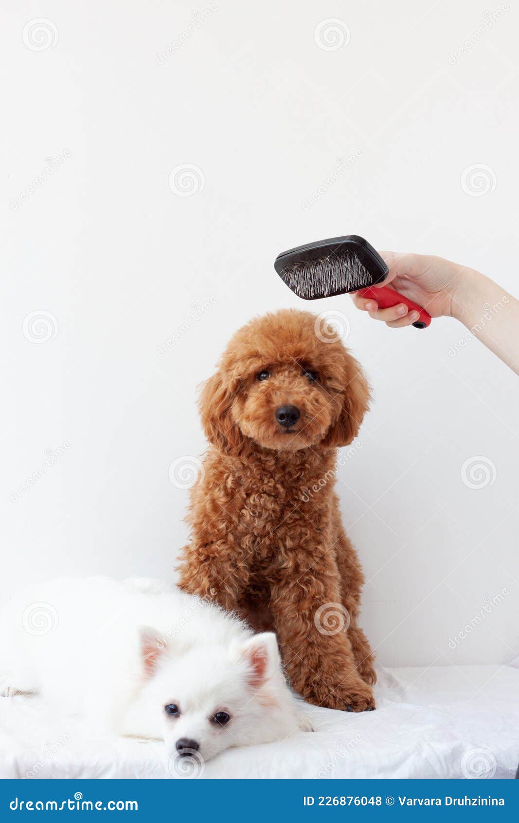 Two Small Dogs a Miniature Poodle and a Pomeranian on a White Background,  Above the Poodle a Hand Holds a Dog Care Brush Stock Photo - Image of  white, poodle: 226876048
