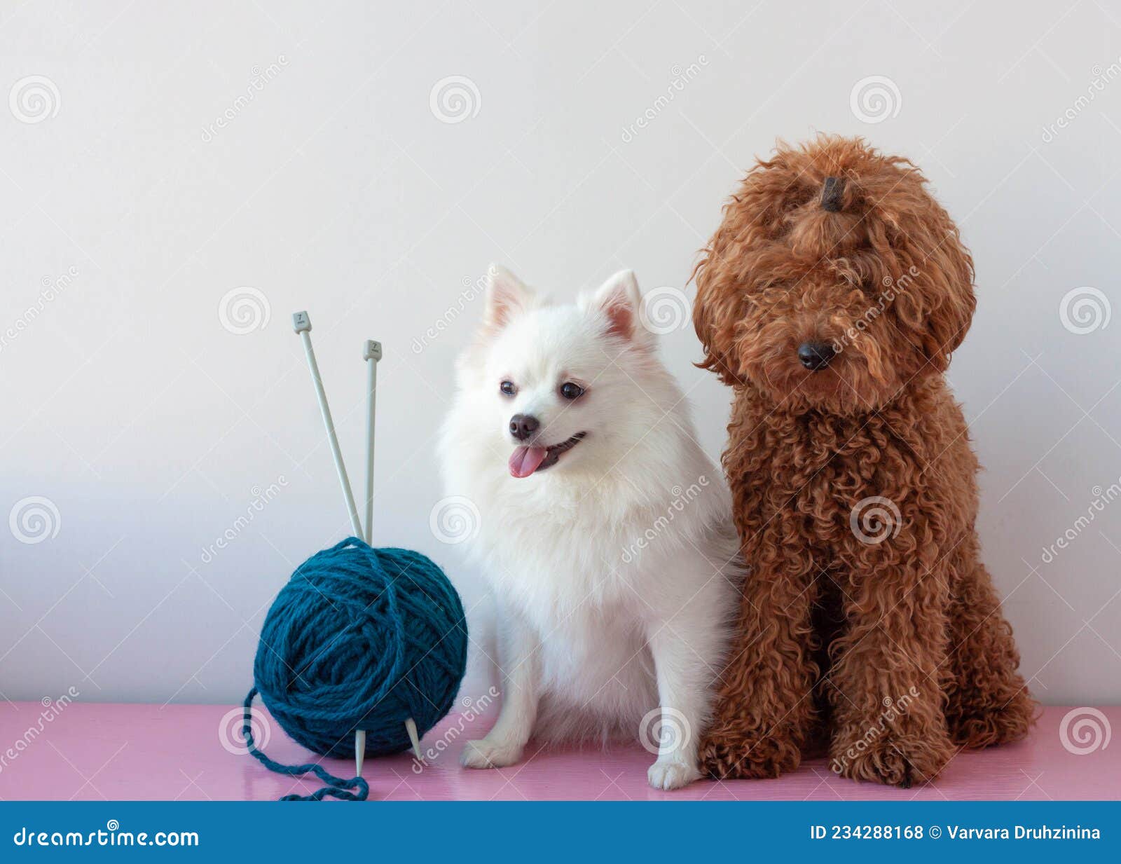 Two Small Dogs a Miniature Poodle and a White Pomeranian are Sitting Next  To a Large Ball of Knitting Yarn Stock Photo - Image of curly, together:  234288168