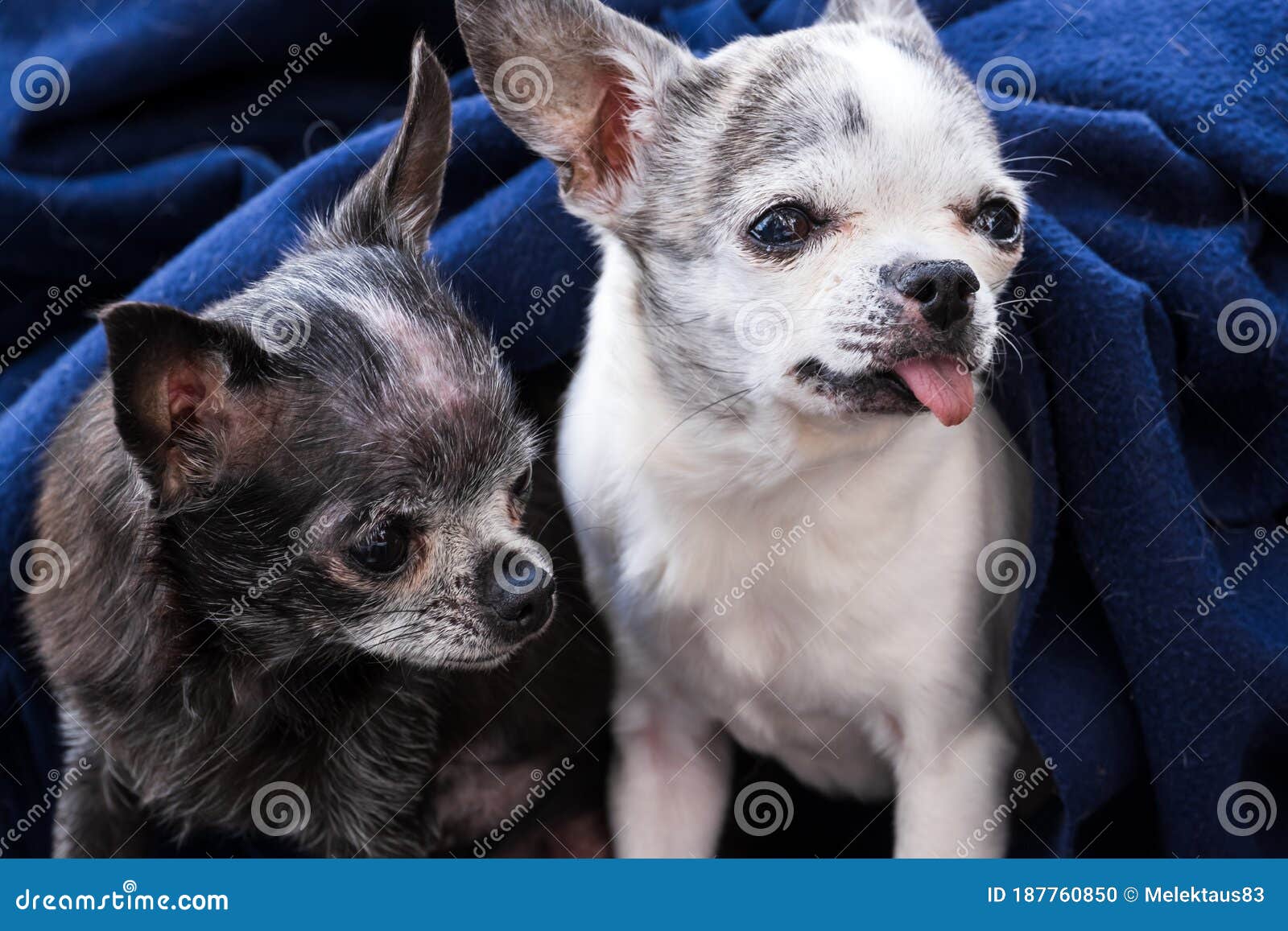 Two Small Dogs Under the Covers Stock Photo Image of portrait, lying