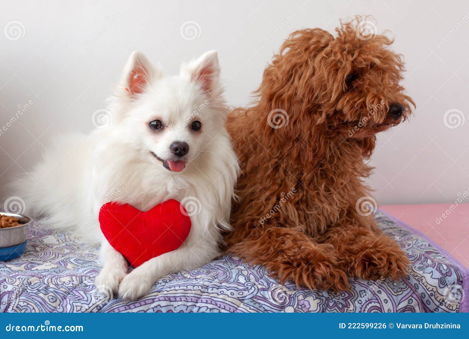 Two Small Dogs, White Pomeranian and Red Brown Miniature Poodle, are Lying  on Litter. a White Dog Holds a Red Toy Heart Stock Photo - Image of white,  health: 222599226