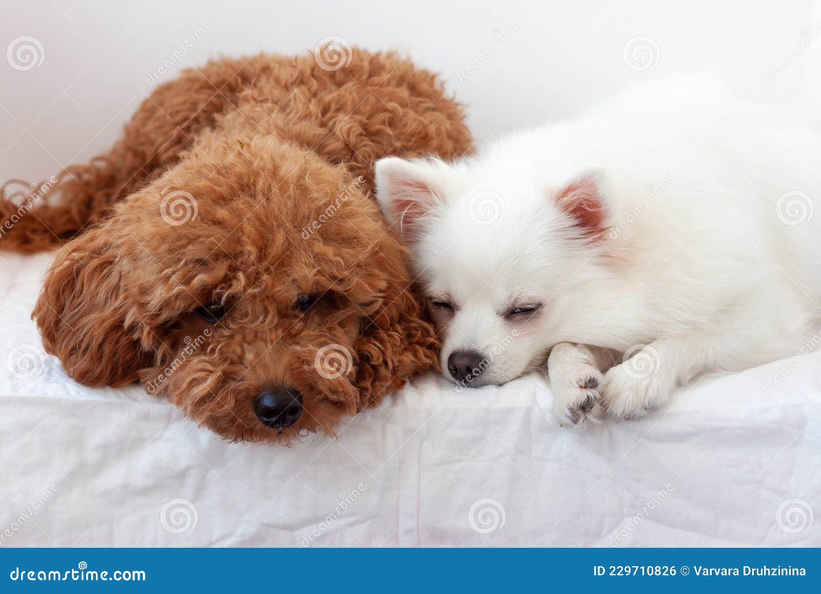 Two Small Dogs a White Pomeranian and Red Brown a Miniature Poodle Sleep  Next To Each Other Stock Photo - Image of poodle, pomeranian: 229710826