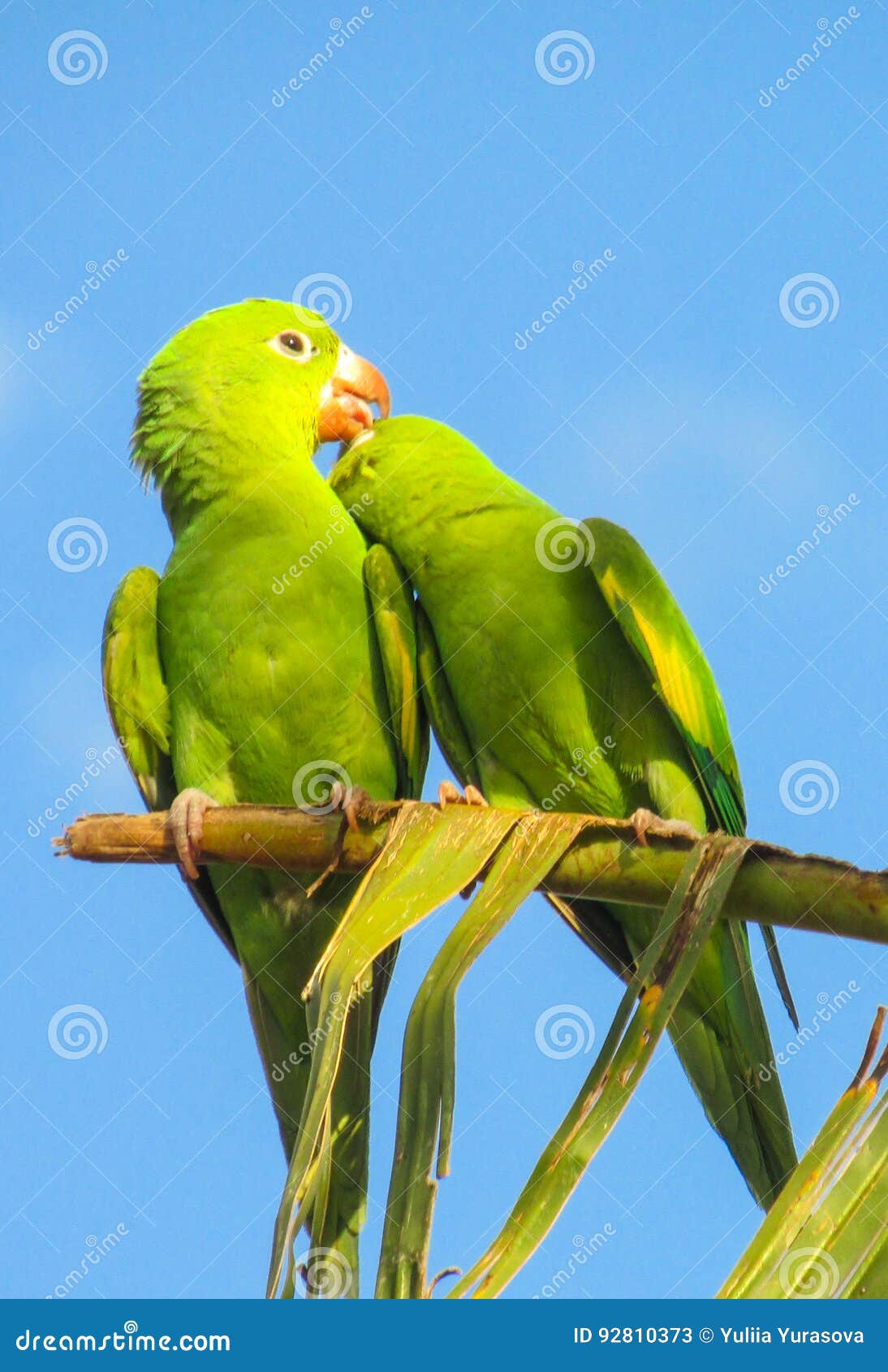 Two Small Green Parrots in Love Stock Image - Image of colourful ...
