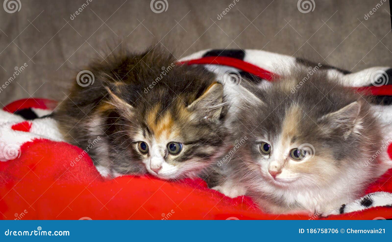 Two Small Multi-colored Fluffy Kittens Sit Side by Side Stock Photo ...