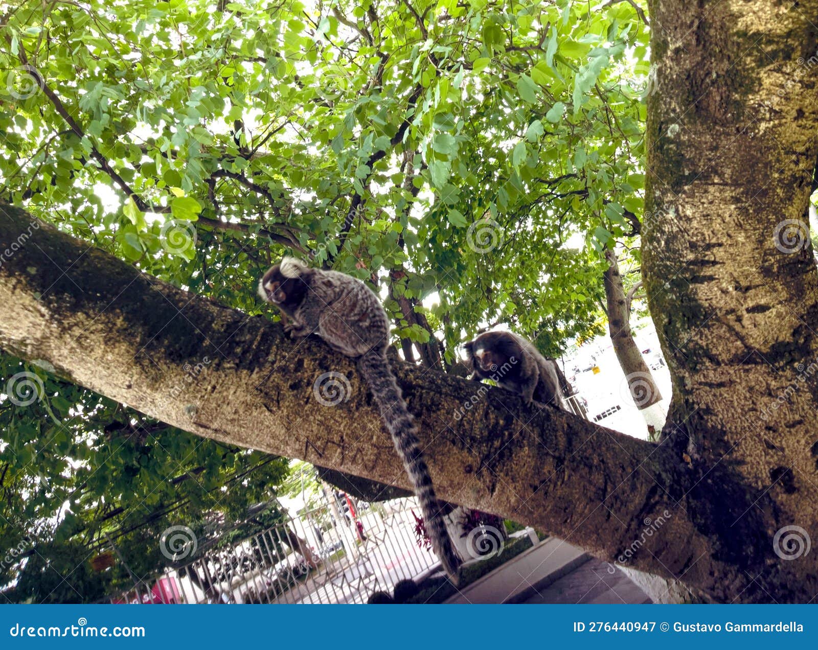 two small primates known as the brazilian marmoset sitting on a tree trunk observing the environment