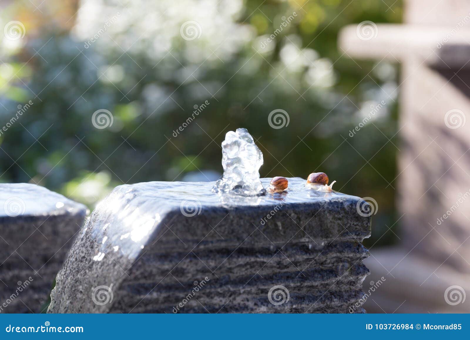 Two Slugs Snails Taking Bath on Water Fountain in Garden Area Stock Photo -  Image of curiosity, grass: 103726984