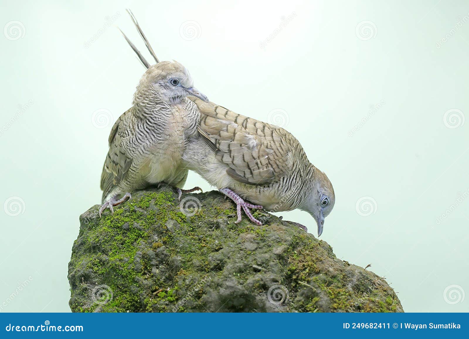 two small turtledoves foraging on a rock overgrown with moss.