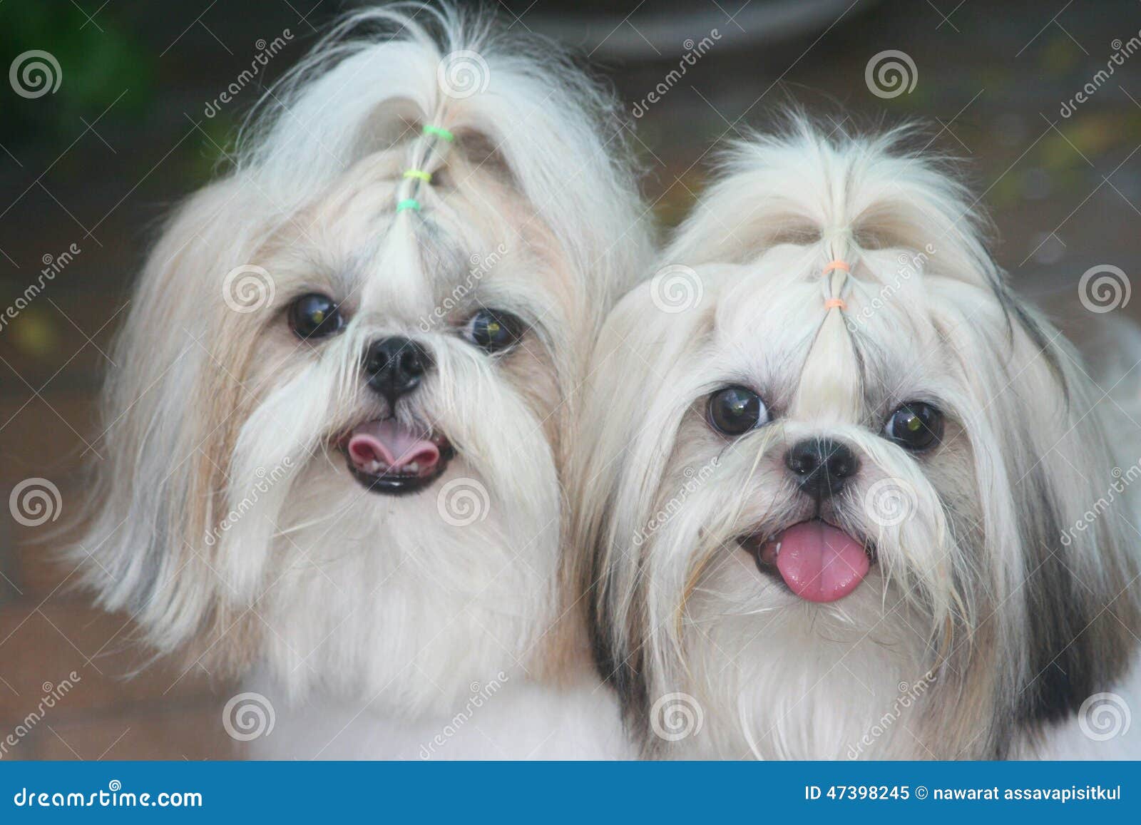 Two Smiling Dogs Stock Image Image Of Brown Long Dogs