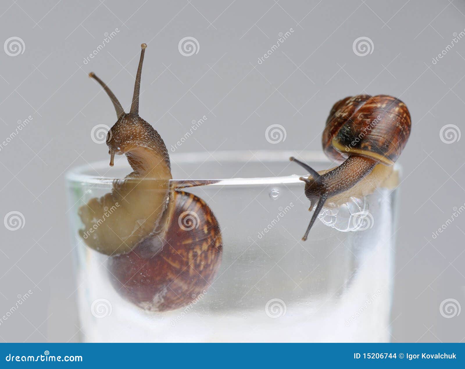Two snails on glass stock photo. Image of gastropod, macro 15206744