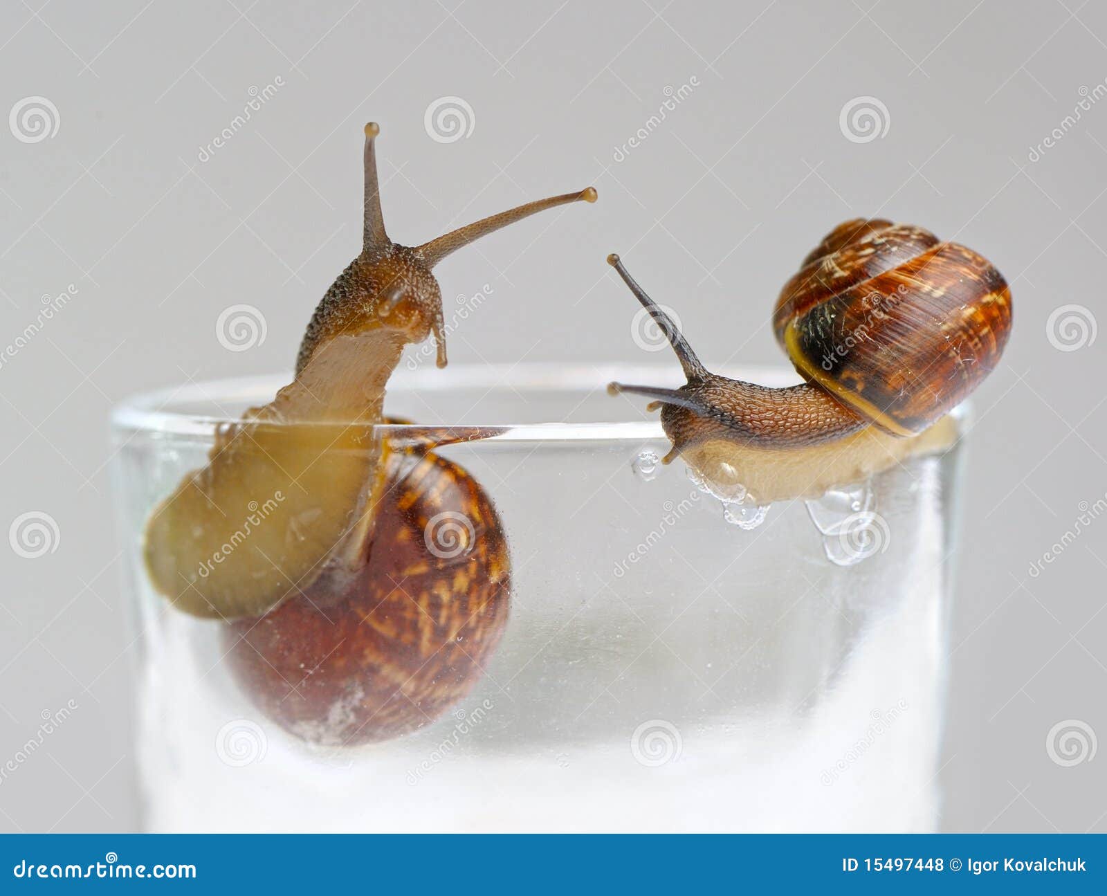 Two snails on glass stock photo. Image of gastropod, gastropoda 15497448