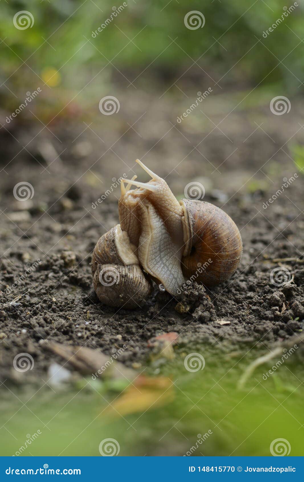 Two Snails Lovers Snails are Passionately Hugging on the Ground