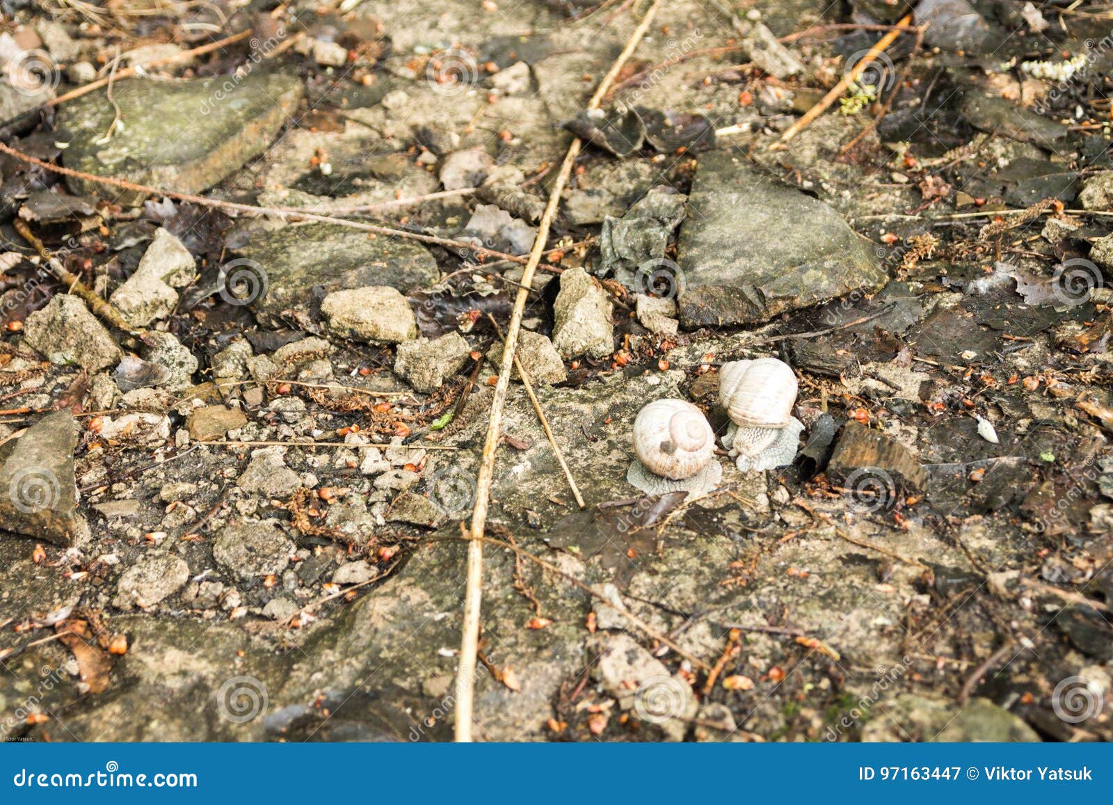 Two Snails in Nature. the Snail is Looking for a Breeding Pair. Stock