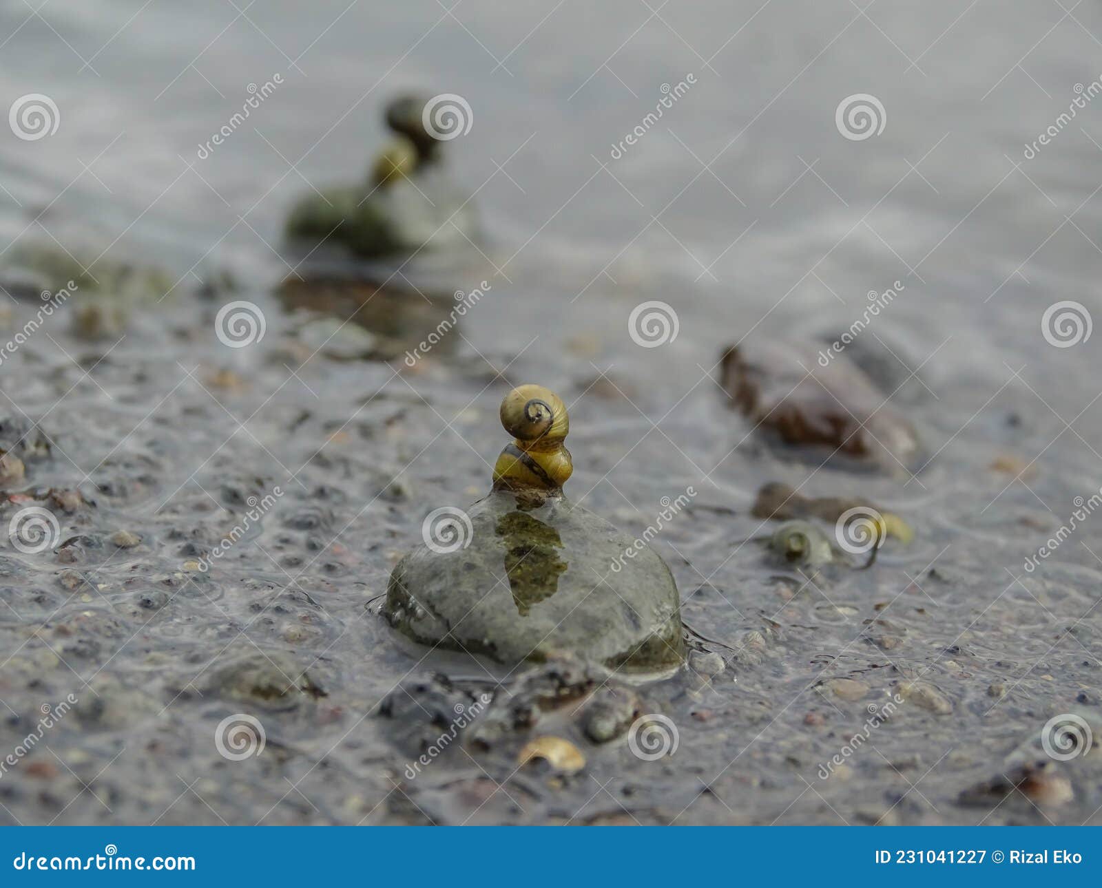 Two Snails Piled on a River Rock Stock Image Image of wildlife