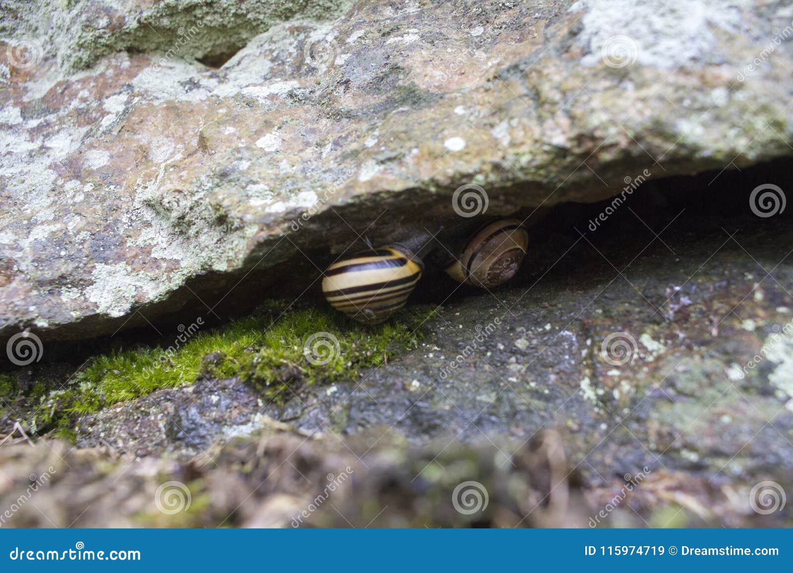 Snails under the rock stock image. Image of forest, city 115974719