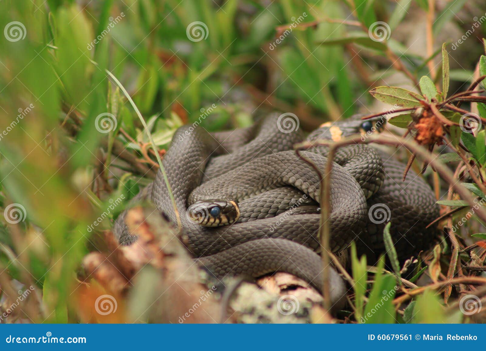 Two snakes in the woods stock image. Image of poison 60679561