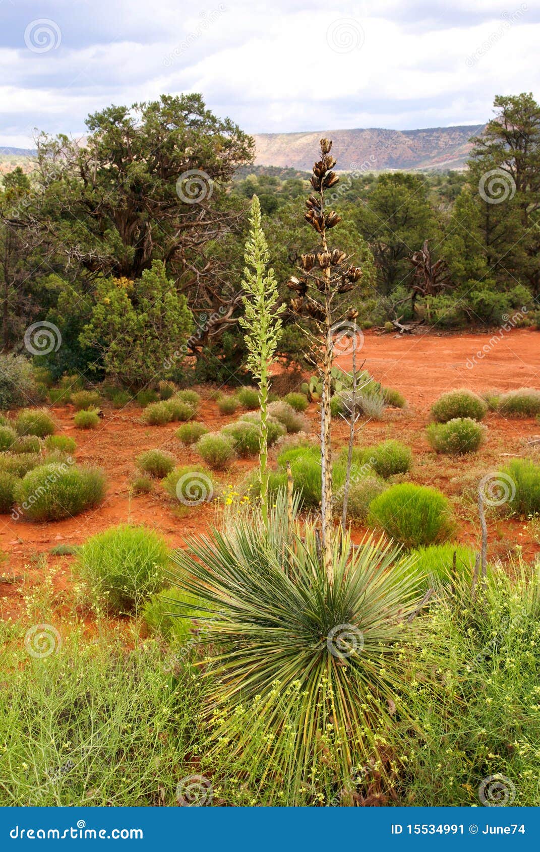 Two Soaptree Plants in Sedona Stock Image Image of elata, flower