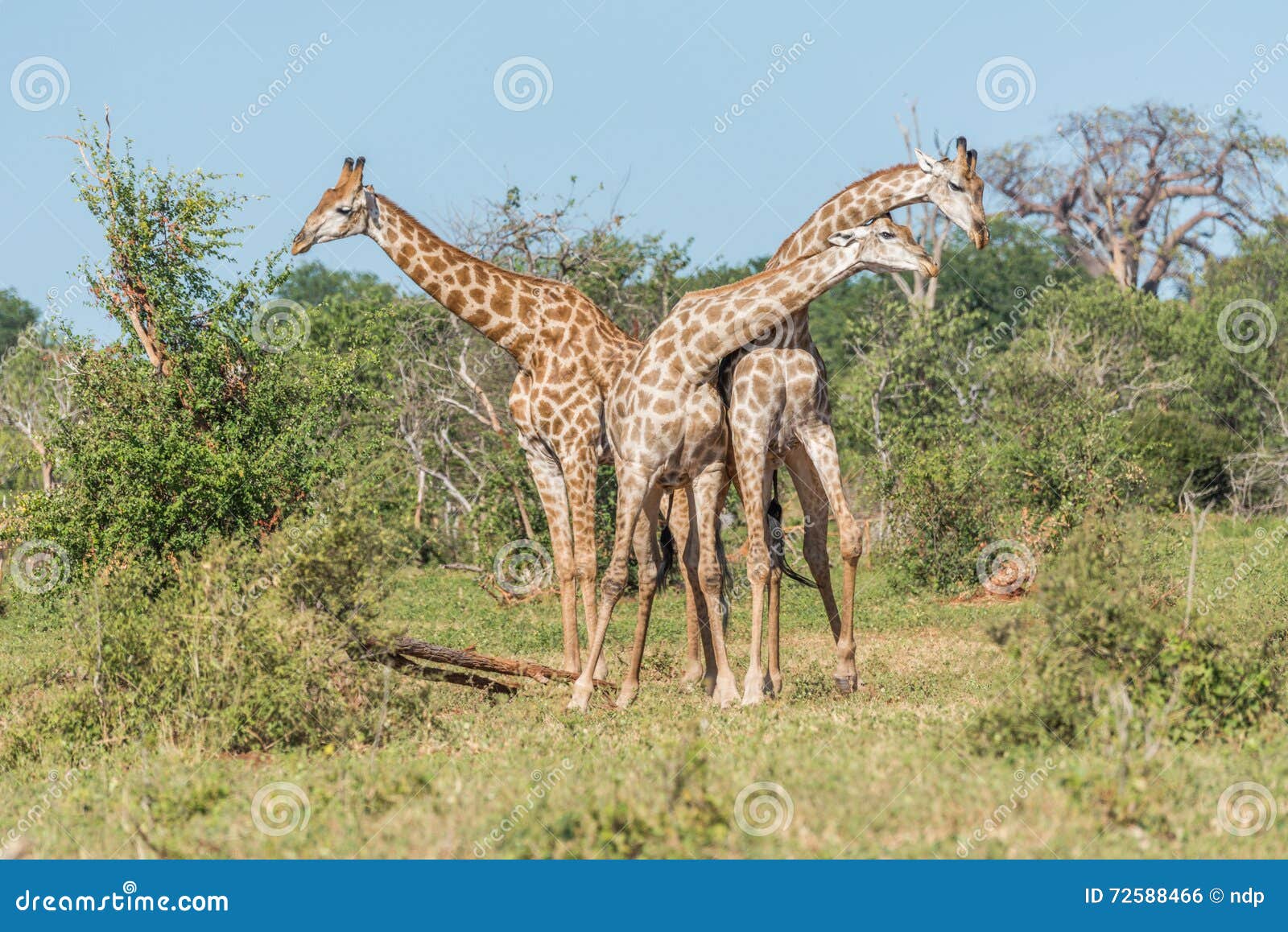 Two South African Giraffe Fighting beside Another Stock Photo - Image