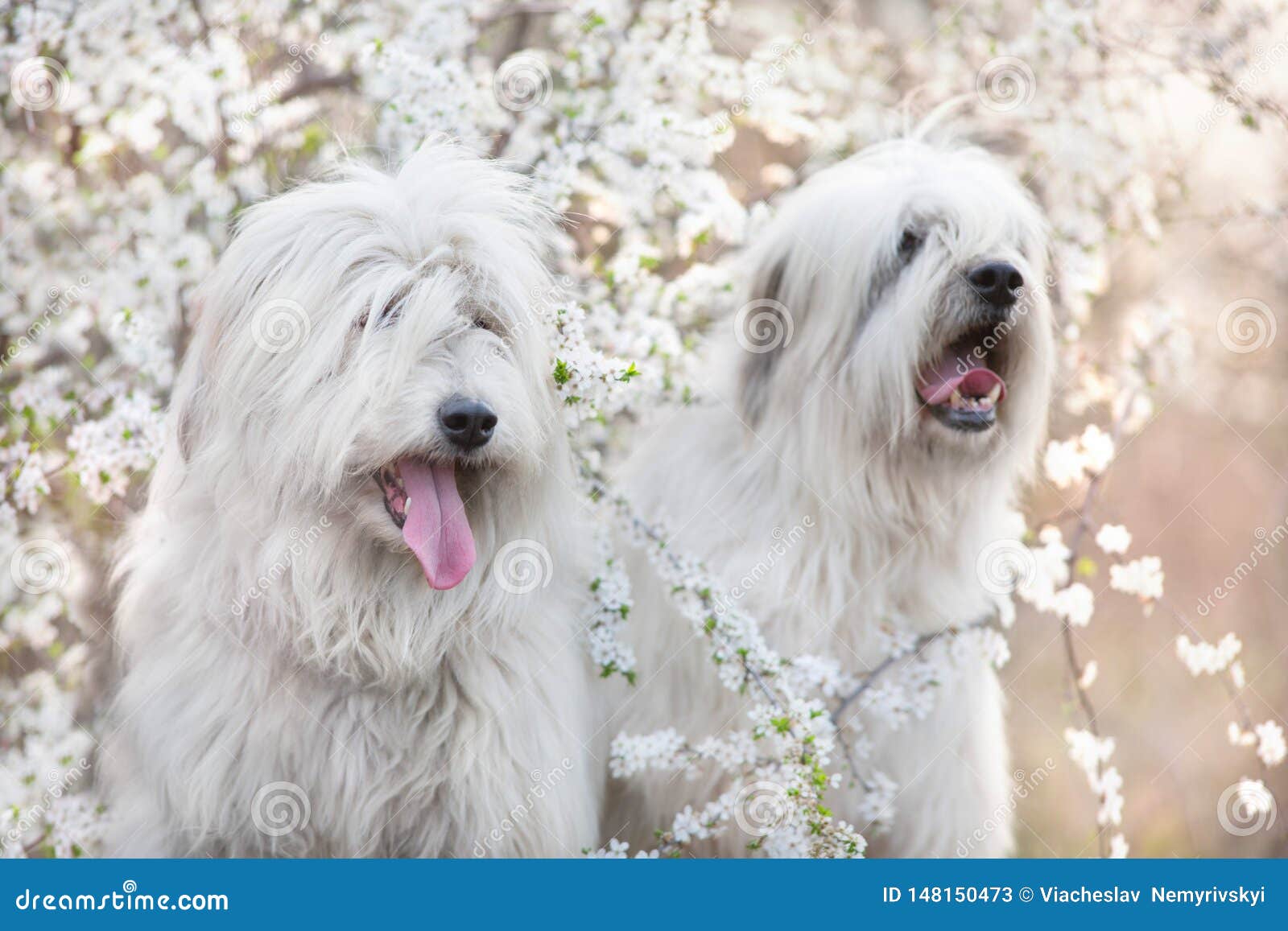 The old English Sheepdog and the South Russian shepherd dog on the lawn.  Adobe RGB Stock Photo - Alamy