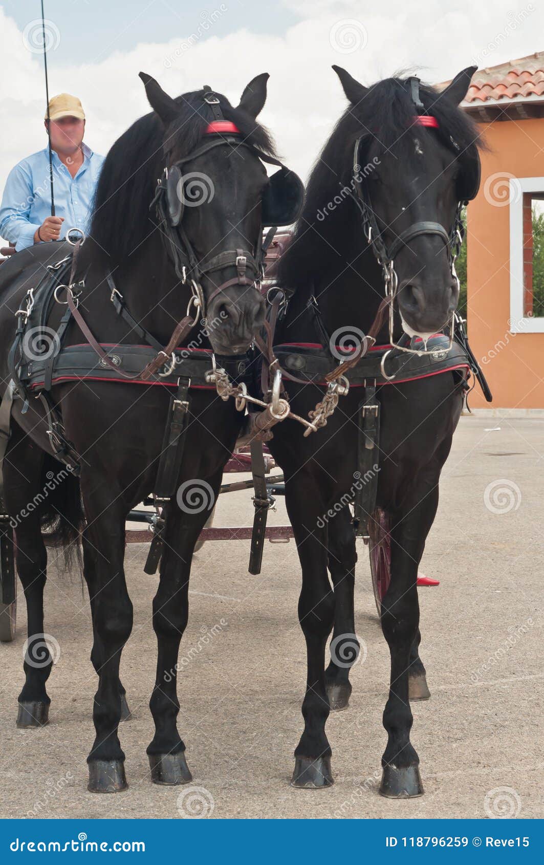 339 Horses Pulling Carriage Photos Free & RoyaltyFree Stock Photos