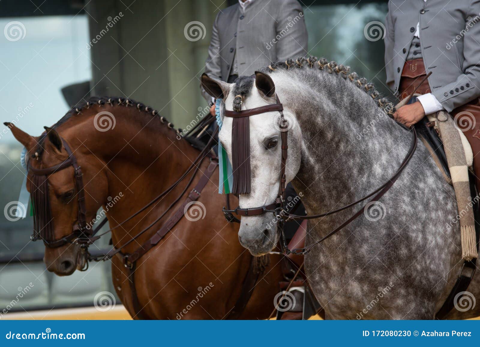 two spanish horses winner of doma vaquera competition in spain