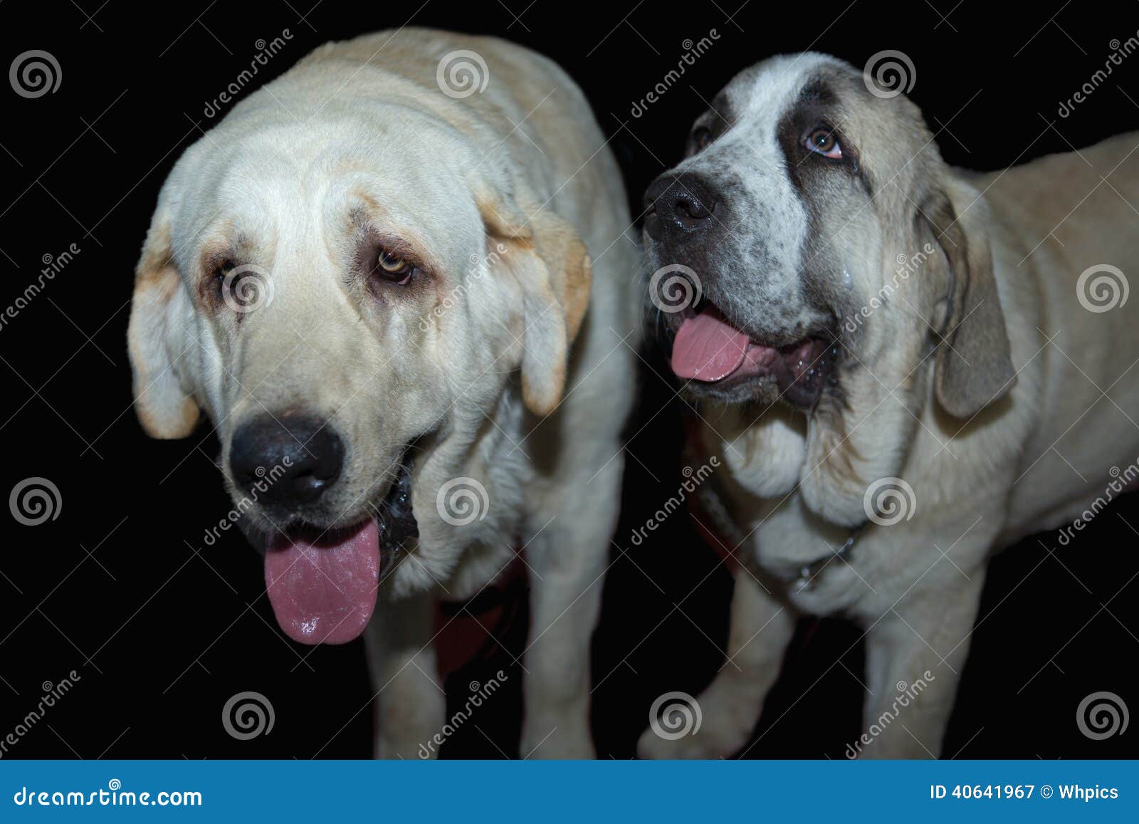 Two Spanish Mastiff Dogs Stock Image Image Of Molossian 40641967