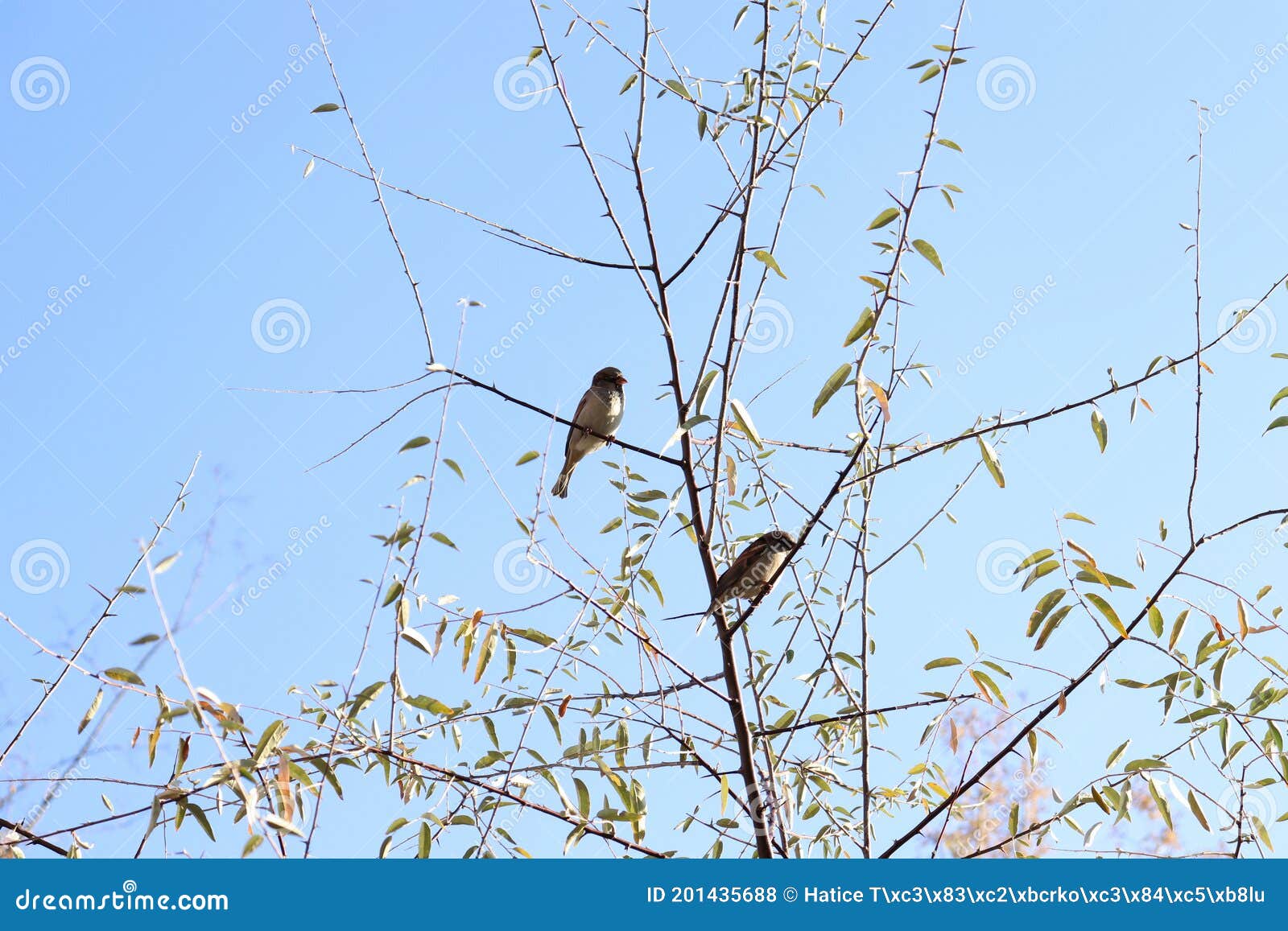 two sparrow birds on branches dressed in autumn colors