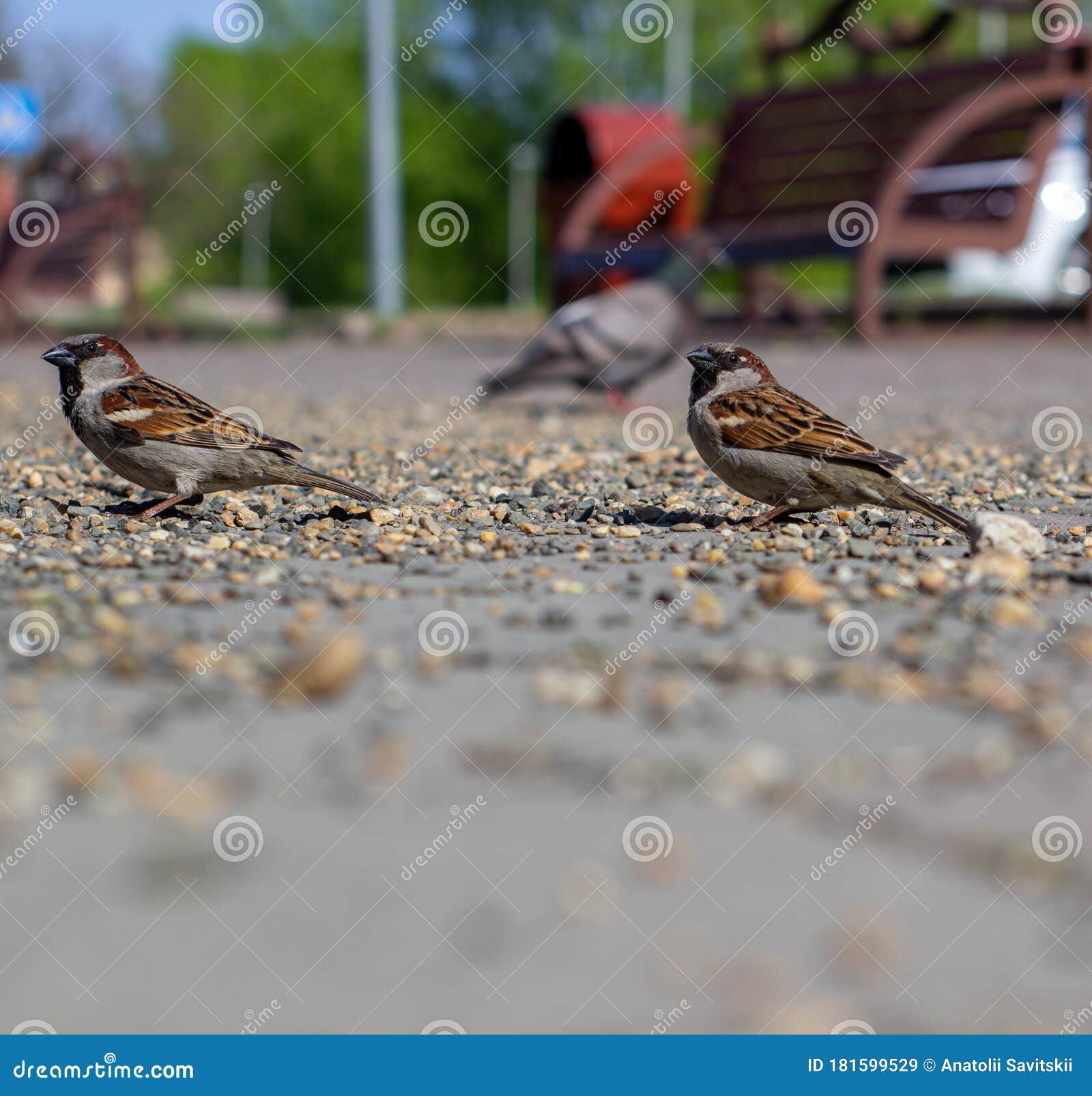 Two Sparrows Eating on Brick Road. Sparrows in Focus Stock Image