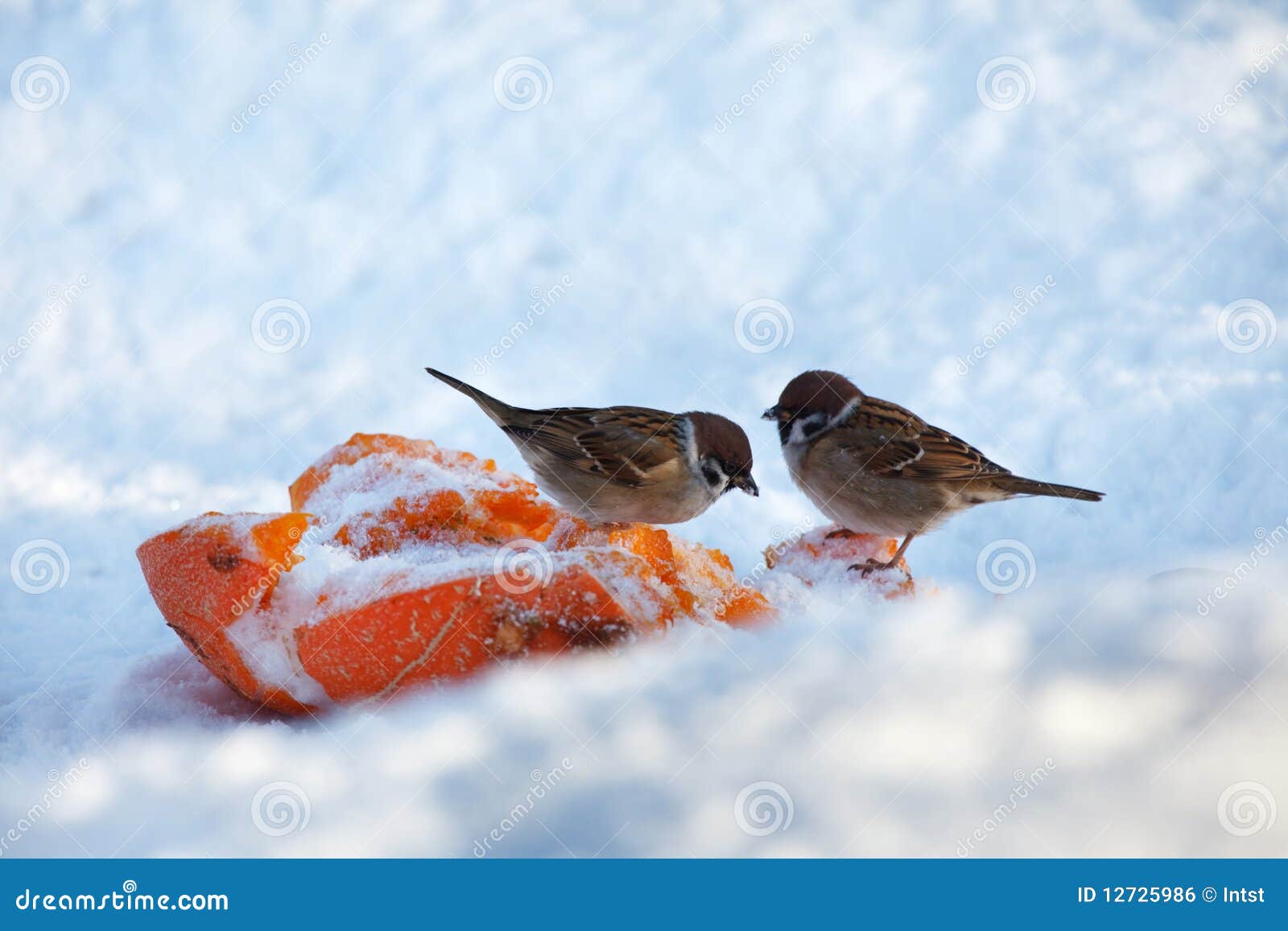 Two Sparrows Feeding in Winter Stock Photo Image of single, beak