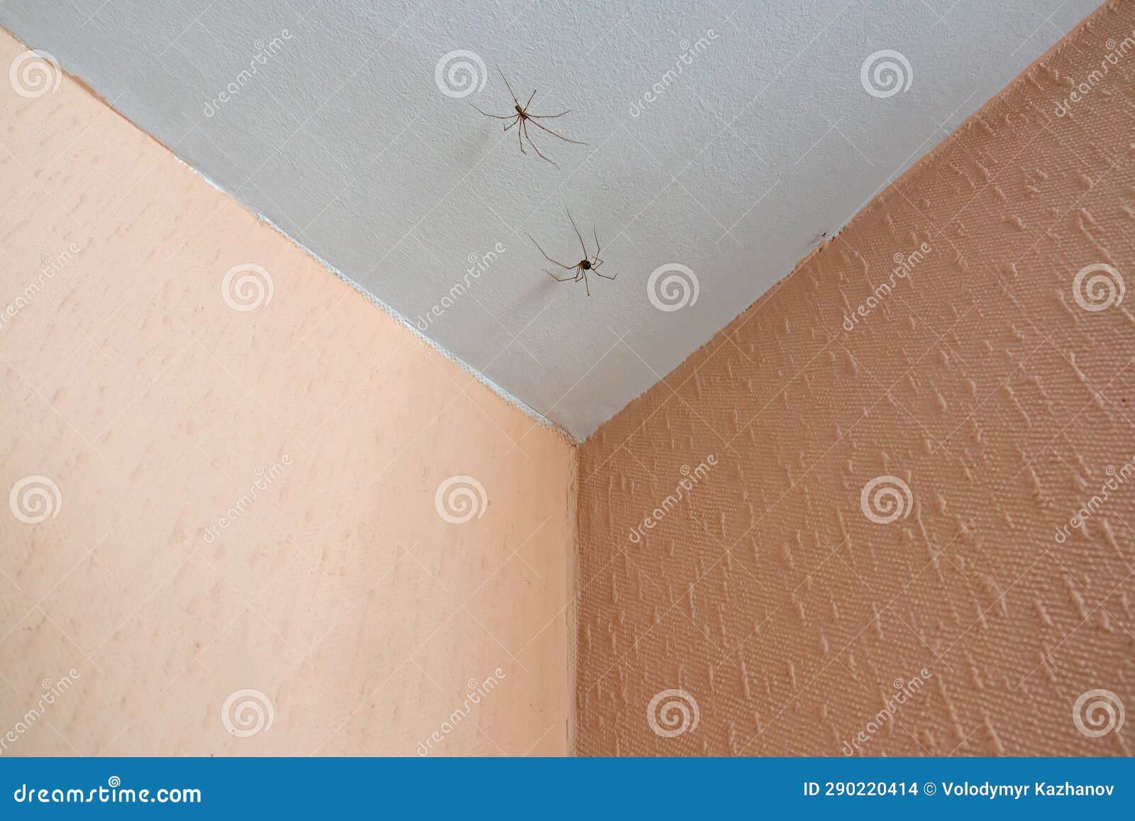 Two Spiders on the Ceiling in the Corner of the Room Closeup, Insects
