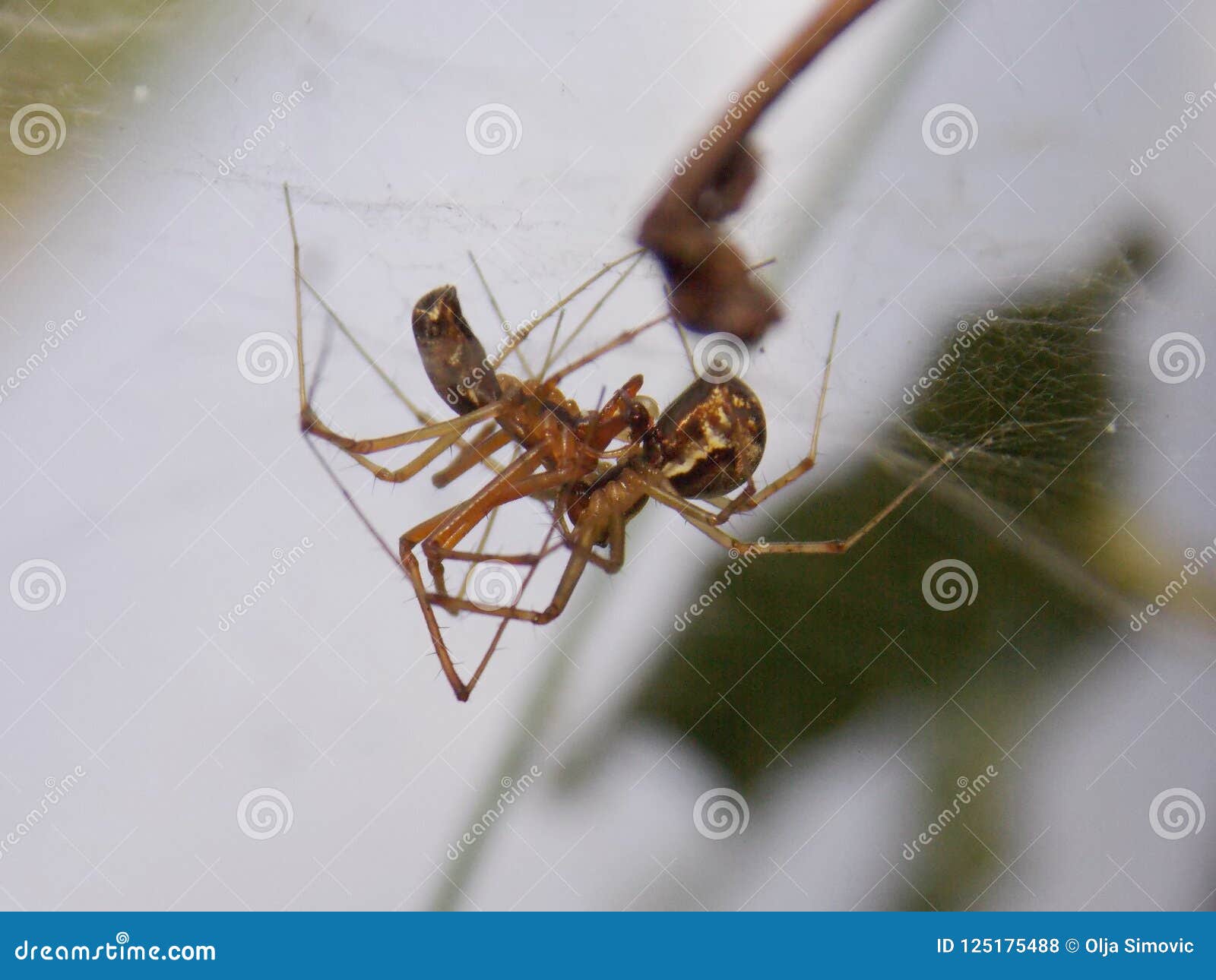 Spiders in love stock photo. Image of love, nature, little 125175488