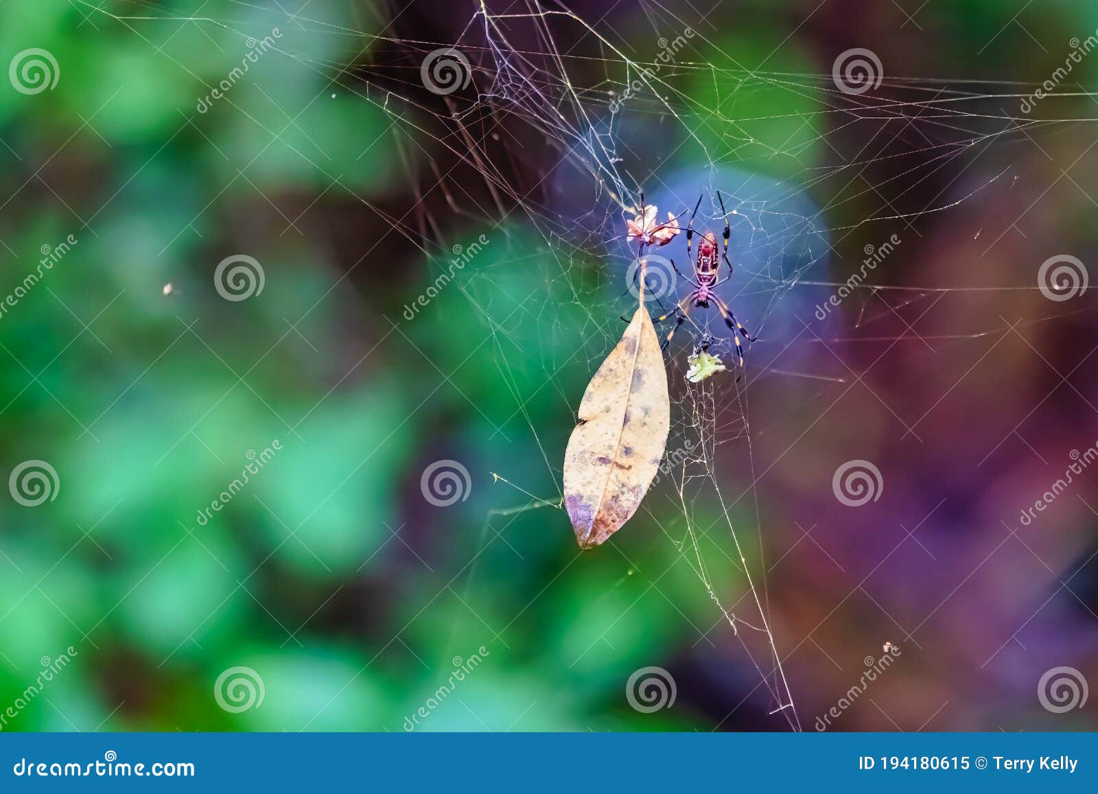 Two spiders stock image. Image of creature, garden, insect - 194180615