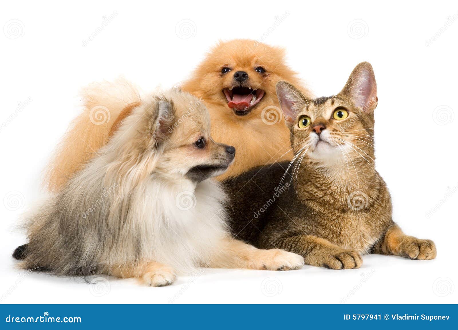 Two Spitzdogs And Cat In Studio Stock Image Image of spitz, down