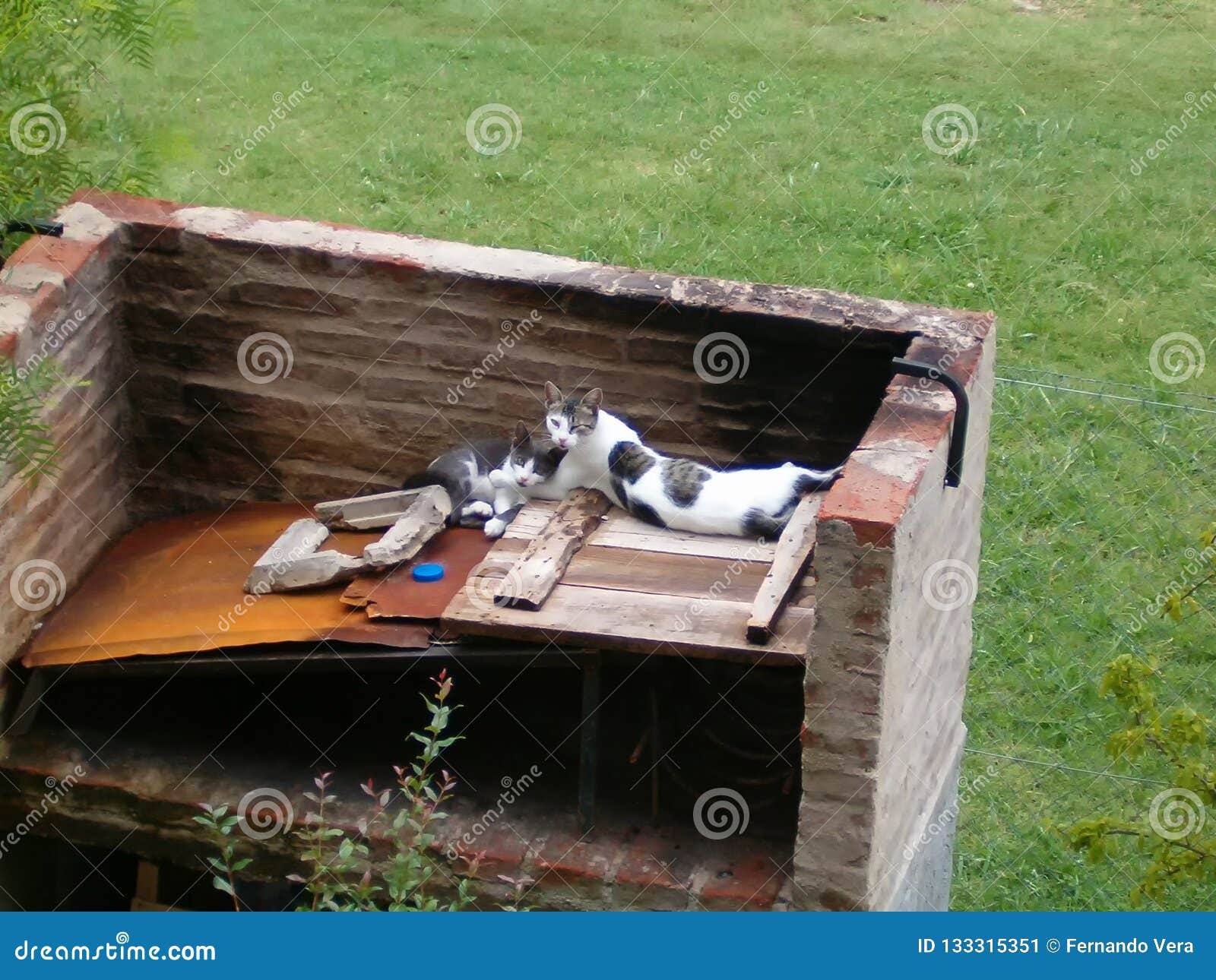 Two Spotted Cats Resting on a Barbecue Stock Image Image of catus